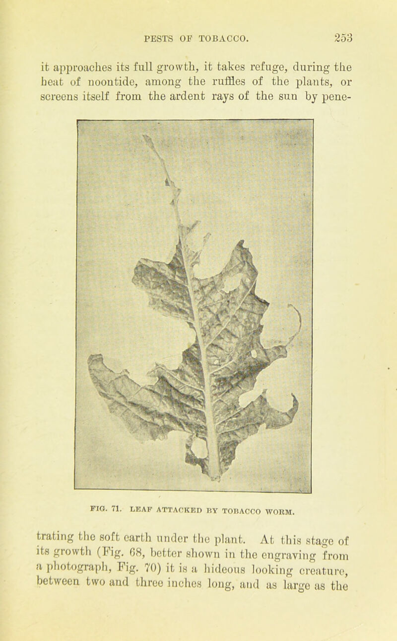 it approaches its full growth, it takes refuge, during the heat of noontide, among the ruffles of the plants, or screens itself from the ardent rays of the sun by pene- . FIG. 71. LEAF ATTACKED BY TOBACCO WORM. trating the soft earth under the plant. At this stage of its growth (Fig. 08, better shown in the engraving from a photograph, Fig. 70) it is a hideous looking creature, between two and three inches long, and as large as the