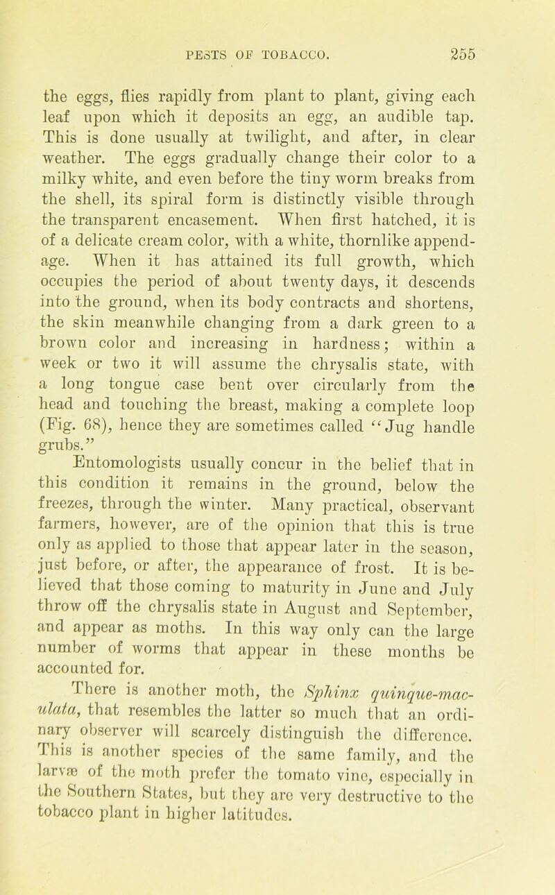 the eggs, flies rapidly from plant to plant, giving each leaf upon which it deposits an egg, an audible tap. This is done usually at twilight, and after, in clear weather. The eggs gradually change their color to a milky white, and even before the tiny worm breaks from the shell, its spiral form is distinctly visible through the transparent encasement. When first hatched, it is of a delicate cream color, with a white, thornlike append- age. When it has attained its full growth, which occupies the period of about twenty days, it descends into the ground, when its body contracts and shortens, the skin meanwhile changing from a dark green to a brown color and increasing in hardness; within a week or two it will assume the chrysalis state, with a long tongue case bent over circularly from the head and touching the breast, making a complete loop (Fig. 68), hence they are sometimes called “Jug handle grubs.” Entomologists usually concur in the belief that in this condition it remains in the ground, below the freezes, through the winter. Many practical, observant farmers, however, are of the opinion that this is true only as applied to those that appear later in the season, just before, or after, the appearance of frost. It is be- lieved that those coming to maturity in June and July throw off the chrysalis state in August and September, and appear as moths. In this way only can the large number of worms that appear in these months be accounted for. There is another moth, the Sphinx quinque-mac- ulata, that resembles the latter so much that an ordi- nary observer will scai-cely distinguish the difference. This is another species of the same family, and the larvas of the moth prefer the tomato vine, especially in the Southern States, but they are very destructive to the tobacco plant in higher latitudes.