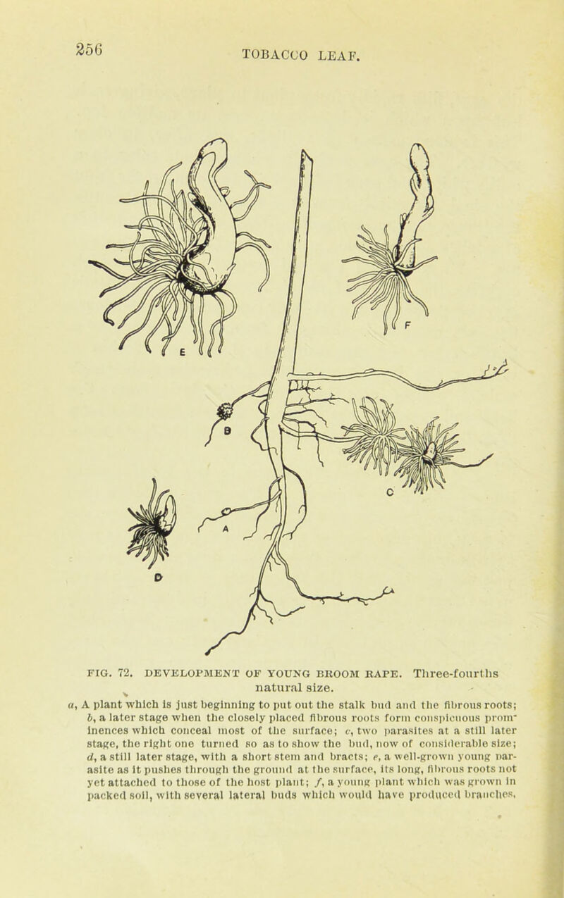 TOBACCO LEAF, FIG. 72. DEVELOPMENT of YOUNG BROOM RAPE. Three-fourths natural size. a, A plant which Is just beginning to put out the stalk bud and the fibrous roots; b, a later stage when the closely placed fibrous roots form conspicuous pronr inences which conceal most of the surface; c, two parasites at a still later stage, the right one turned so as to show the bud, now of considerable size; d, a still later stage, with a short stem and bracts; e, a well-grown young nar- asite as it pushes through the ground at the surface, its long, fibrous roots not yet attached to those of the host plant; /, a young plant which was grown in packed soil, with several lateral buds which would have produced branches,