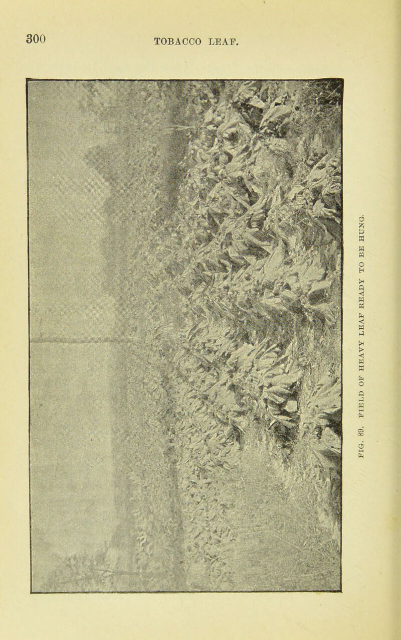 FIG. 89. FIELD OF HEAVY LEAF HEADY TO BE HONG.