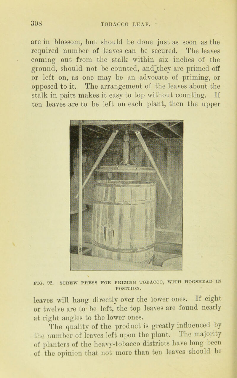 are in blossom, but should be clone just as soon as the required number of leaves can be secured. The leaves coming out from the stalk within six inches of the ground, should not be counted, andThey are primed off or left on, as one may be an advocate of priming, or opposed to it. The arrangement of the leaves about the stalk in pairs makes it easy to top without counting. If ten leaves are to be left on each plant, then the upper FIG. 92. SCREW PRESS FOR PRIZING TOBACCO, WITH HOGSHEAD IN POSITION. leaves will hang directly over the lower ones. If eight or twelve are to be left, the top leaves are found nearly at right angles to the lower ones. The quality of the product is greatly influenced by the number of leaves left upon the plant. The majority of planters of the heavy-tobacco districts have long been of the opinion that not more than ten leaves should be