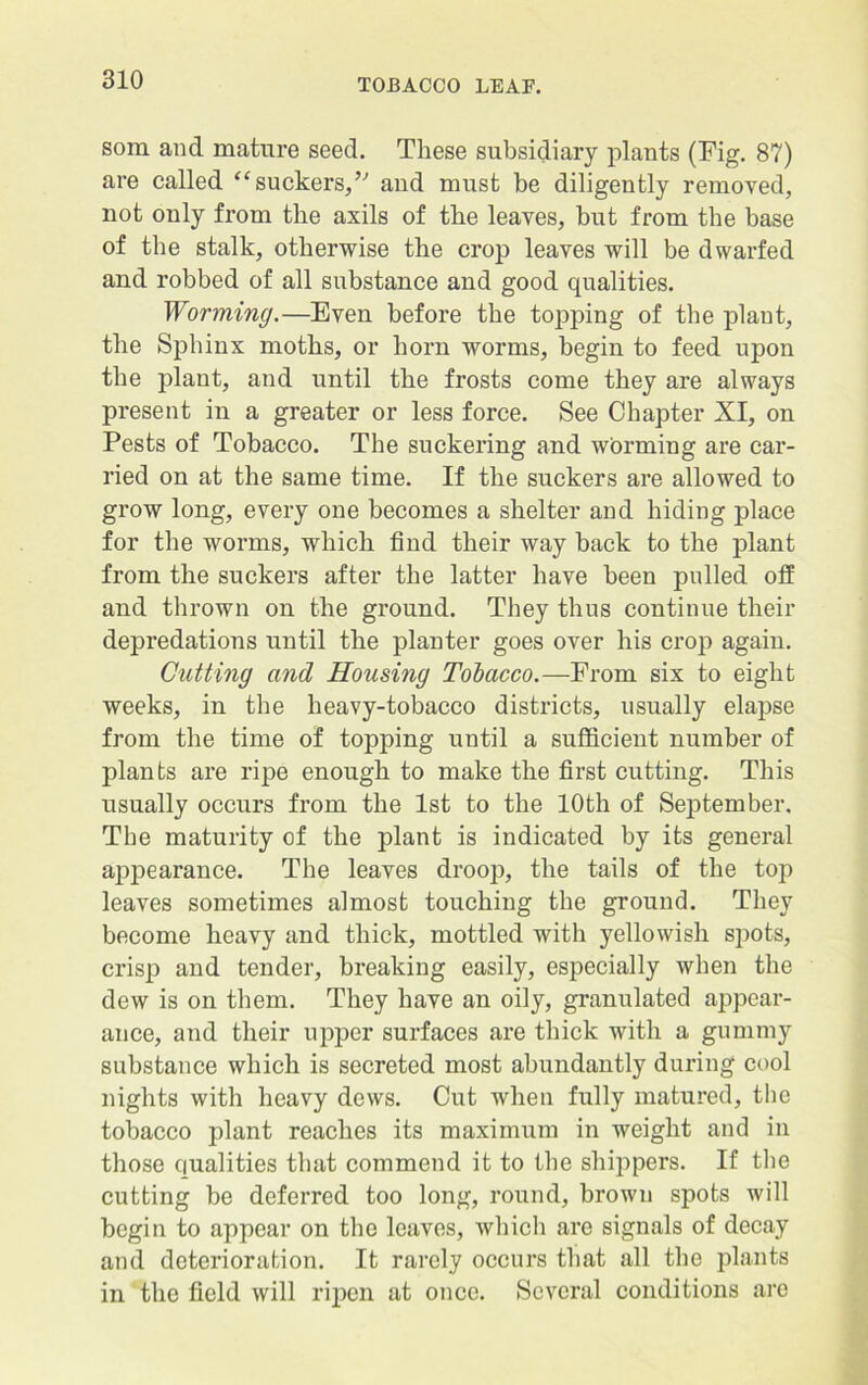 som and mature seed. These subsidiary plants (Fig. 87) are called “suckers/’ and must be diligently removed, not only from the axils of the leaves, but from the base of the stalk, otherwise the crop leaves will be dwarfed and robbed of all substance and good qualities. Worming.—Even before the topping of the plant, the Sphinx moths, or horn worms, begin to feed upon the plant, and until the frosts come they are always present in a greater or less force. See Chapter XI, on Pests of Tobacco. The suckering and worming are car- ried on at the same time. If the suckers are allowed to grow long, every one becomes a shelter and hiding place for the worms, which find their way back to the plant from the suckers after the latter have been pulled oft and thrown on the ground. They thus continue their depredations until the planter goes over his crop again. Cutting and Housing Tobacco.—From six to eight weeks, in the heavy-tobacco districts, usually elapse from the time of topping until a sufficient number of plants are ripe enough to make the first cutting. This usually occurs from the 1st to the 10th of September. The maturity of the plant is indicated by its general appearance. The leaves droop, the tails of the top leaves sometimes almost touching the ground. They become heavy and thick, mottled with yellowish spots, crisp and tender, breaking easily, especially when the dew is on them. They have an oily, granulated appear- ance, and their upper surfaces are thick with a gummy substance which is secreted most abundantly during cool nights with heavy dews. Cut when fully matured, the tobacco plant reaches its maximum in weight and in those qualities that commend it to the shippers. If the cutting be deferred too long, round, brown spots will begin to appear on the leaves, which are signals of decay and deterioration. It rarely occurs that all the plants in the field will ripen at once. Several conditions are