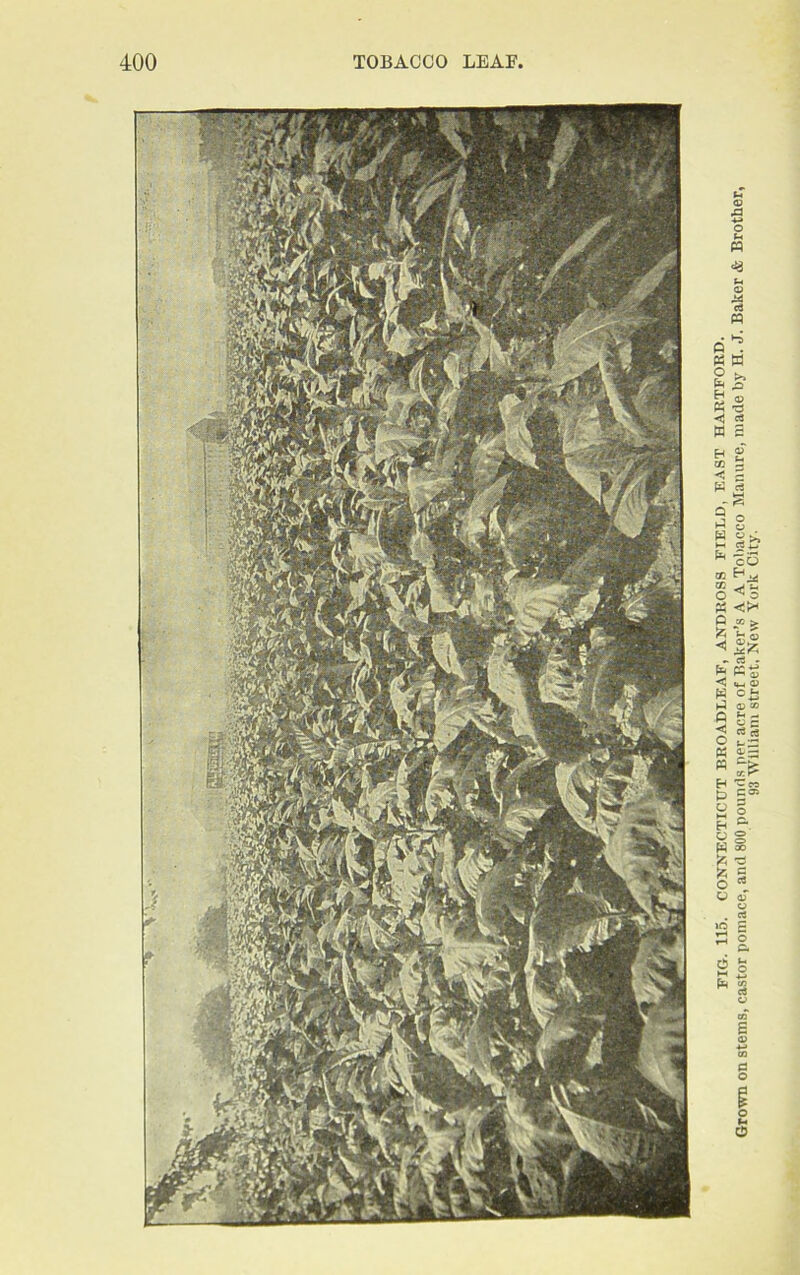 FIG. 115. CONNECTICUT BROADLEAF, ANDROSS FIET.D, EAST HARTFORD. Grown on stems, castor pomace, and 800 pounds per acre of Baker’s A A Tobacco Manure, made by H. J. Baker & Brother, 93 William street, New York City.