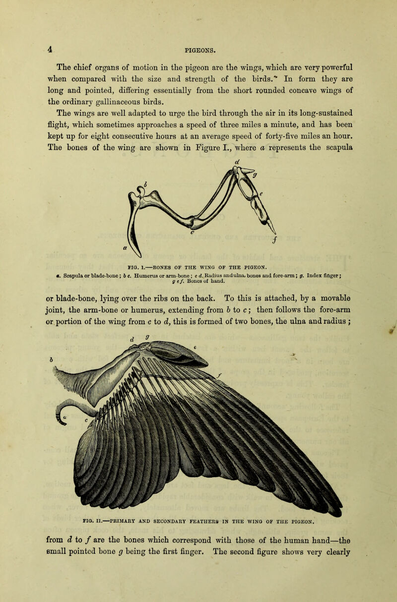 The chief organs of motion in the pigeon are the wings, which are very powerful when compared with the size and strength of the birds.* In form they are long and pointed, differing essentially from the short rounded concave wings of the ordinary gallinaceous birds. The wings are well adapted to urge the bird through the air in its long-sustained flight, which sometimes approaches a speed of three miles a minute, and has been kept up for eight consecutive hours at an average speed of forty-five miles an hour. The bones of the wing are shown in Figure I., where a represents the scapula FIG. II. PRIMARY AND SECONDARY FEATHERS IN THE WINO OF THE PIGEON. FIO. 1.—BONES OF THE WING OF THE PIGEON. a. Scapula or blade-bone; b c. Humerus or arm-bone ; c d. Radius andulna, bones and fore-arm; g. Index finger; g ef. Bones of band. or blade-bone, lying over the ribs on the back. To this is attached, by a movable joint, the arm-bone or humerus, extending from b to c; then follows the fore-arm or portion of the wing from c to d, this is formed of two bones, the ulna and radius ; from d to f are the bones which correspond with those of the human hand—the small pointed bone g being the first finger. The second figure shows very clearly