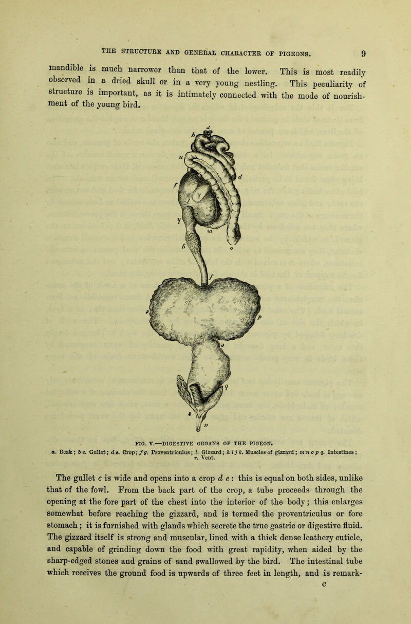 mandible is much narrower than that of the lower. This is most readily observed in a dried skull or in a very young nestling. This peculiarity of structure is important, as it is intimately connected with the mode of nourish- ment of the young bird. j. Via. V.—DIGESTIVE ORGANS OF THE PIGEON. a. Beak; be. Gullet; d e. Crop; f g. Proventriculus; l. Gizzard; hijk. Muscles of gizzard; run o p q. Intestines; r. Vent. The gullet c is wide and opens into a crop d, e : this is equal on both sides, unlike that of the fowl. From the back part of the crop, a tube proceeds through the opening at the fore part of the chest into the interior of the body; this enlarges somewhat before reaching the gizzard, and is termed the proventriculus or fore stomach; it is furnished with glands which secrete the true gastric or digestive fluid. The gizzard itself is strong and muscular, lined with a thick dense leathery cuticle, and capable of grinding down the food with great rapidity, when aided by the 6harp-edged stones and grains of sand swallowed by the bird. The intestinal tube which receives the ground food is upwards of three feet in length, and is remark- c