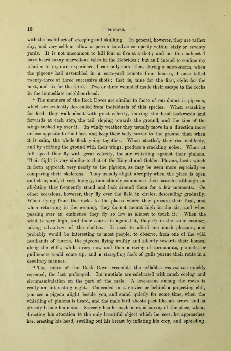 with the useful art of creeping and skulking. In general, however, they are rather shy, and very seldom allow a person to advance openly within sixty or seventy yards. It is not uncommon to kill four or five at a shot; and on this subject I have heard many marvellous tales in the Hebrides; but as I intend to confine my relation to my own experience, I can only state that, during a snow-storm, when the pigeons had assembled in a corn-yard remote from houses, I once killed twenty-three at three successive shots; that is, nine for the first, eight for the next, and six for the third. Two or three wounded made their escape to the rocks in the immediate neighbourhood. “ The manners of the Rock Doves are similar to those of our domestic pigeons, which are evidently descended from individuals of this species. When searching for food, they walk about with great celerity, moving the head backwards and forwards at each step, the tail sloping towards the ground, and the tips of the wings tucked up over it. In windy weather they usually move in a direction more or less opposite to the blast, and keep their body nearer to the ground than when it is calm, the whole flock going together. When startled, they rise suddenly, and by striking the ground with their wings, produce a crackling noise. When at full speed they fly with great celerity, the air whistling against their pinions. Their flight is very similar to that of the Ringed and Golden Plovers, birds which in form approach very nearly to the pigeons, as may he seen more especially on comparing their skeletons. They usually alight abruptly when the place is open and clear, and, if very hungry, immediately commence their search; although on alighting they frequently stand and look around them for a few moments. On other occasions, however, they fly over the field in circles, descending gradually. When flying from the rocks to the places where they procure their food, and when returning in the evening, they do not mount high in the air; and when passing over an eminence they fly so low as almost to touch it. When the wind is very high, and their course is against it, they fly in the same manner, taking advantage of the shelter. It used to afford me much pleasure, and probably would be interesting to most people, to observe, from one of the wild headlands of Harris, the pigeons flying swiftly and silently towards their homes, along the cliffs, while every now and then a string of cormorants, gannets, or guillemots would come up, and a straggling flock of gulls pursue their route in a desultory manner. “ The notes of the Rock Dove resemble the syllables coo-roo-coo quickly repeated, the last prolonged. Its nuptials are celebrated with much cooing and circumambulation on the part of the male. A love-scene among the rocks is really an interesting sight. Concealed in a crevice or behind a projecting cliff, you see a pigeon alight beside you, and stand quietly for some time, when the whistling of pinions is heard, and the male bird shoots past like an arrow, and is already beside his mate. Scarcely has he made a rapid survey of the place, when, directing his attention to the only beautiful object which he sees, he approaches her, erecting his head, swelling out his breast by inflating his crop, and spreading