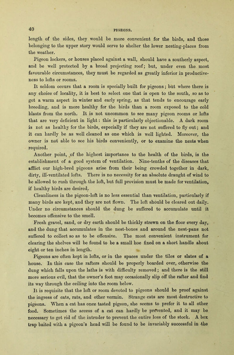 length of the sides, they would be more convenient for the birds, and those belonging to the upper story would serve to shelter the lower nesting-places from the weather. Pigeon lockers, or houses placed against a wall, should have a southerly aspect, and be well protected by a broad projecting roof; but, under even the most favourable circumstances, they must be regarded as greatly inferior in productive- ness to lofts or rooms. It seldom occurs that a room is specially built for pigeons; but where there is any choice of locality, it is best to select one that is open to the south, so as to get a warm aspect in winter and early spring, as that tends to encourage early breeding, and is more healthy for the birds than a room exposed to the cold blasts from the north. It is not uncommon to see many pigeon rooms or lofts that are very deficient in light: this is particularly objectionable. A dark room is not as healthy for the birds, especially if they are not suffered to fly out; and it can hardly be as well cleaned as one which is well lighted. Moreover, the owner is not able to see his birds conveniently, or to examine the nests when required. Another point, of the highest importance to the health of the birds, is the establishment of a good system of ventilation. Nine-tenths of the diseases that afflict our high-bred pigeons arise from their being crowded together in dark, dirty, ill-ventilated lofts. There is no necessity for an absolute draught of wind to be allowed to rush through the loft, but full provision must be made for ventilation, if healthy birds are desired. Cleanliness in the pigeon-loft is no less essential than ventilation, particularly if many birds are kept, and they are not flown. The loft should be cleared out daily. Under no circumstances should the dung be suffered to accumulate until it becomes offensive to the smell. Fresh gravel, sand, or dry earth should be thickly strewn on the floor every day, and the dung that accumulates in the nest-boxes and around the nest-pans not suffered to collect so as to be offensive. The most convenient instrument for clearing the shelves will be found to be a small hoe fixed on a short handle about eight or ten inches in length. Pigeons are often kept in lofts, or in the spaces under the tiles or slates of a house. In this case the rafters should be properly boarded over, otherwise the dung which falls upon the laths is with difficulty removed; and there is the still more serious evil, that the owner’s foot may occasionally slip off the rafter and find its way through the ceiling into the room below. It is requisite that the loft or room devoted to pigeons should be proof against the ingress of cats, rats, and other vermin. Strange cats are most destructive to pigeons. When a cat has once tasted pigeon, she seems to prefer it to all other food. Sometimes the access of a cat can hardly be prevented, and it may be necessary to get rid of the intruder to prevent the entire loss of the stock. A box trap baited with a pigeon’s head will be found to be invariably successful in the