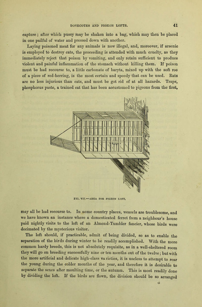 capture ; after wliicli pussy may be shaken into a bag, which may then be placed in one pailful of water and pressed down with another. Laying poisoned meat for any animals is now illegal, and, moreover, if arsenic is employed to destroy cats, the proceeding is attended with much cruelty, as they immediately reject that poison by vomiting, and only retain sufficient to produce violent and painful inflammation of the stomach without killing them. If poison must be had recourse to, a little carbonate of baryta, mixed up with the soft roe of a piece of red-herring, is the most certain and speedy that can be used. Eats are no less injurious than cats, and must be got rid of at all hazards. Traps, phosphorus paste, a trained cat that has been accustomed to pigeons from the first. may all be had recourse to. In some country places, weasels are troublesome, and we have known an instance where a domesticated ferret from a neighbour’s house paid nightly visits to the loft of an Almond-Tumbler fancier, whose birds were decimated by the mysterious visitor. The loft should, if practicable, admit of being divided, so as to enable the separation of the birds during winter to be readily accomplished. With the more common hardy breeds, this is not absolutely requisite, as in a well-sheltered room they will go on breeding successfully nine or ten months out of the twelve; but with the more artificial and delicate high-class va rieties, it is useless to attempt to rear the young during the colder months of the year, and therefore it is desirable to separate the sexes after moulting time, or the autumn. This is most readily done by dividing the loft. If the birds are flown, the division should be so arranged Cr