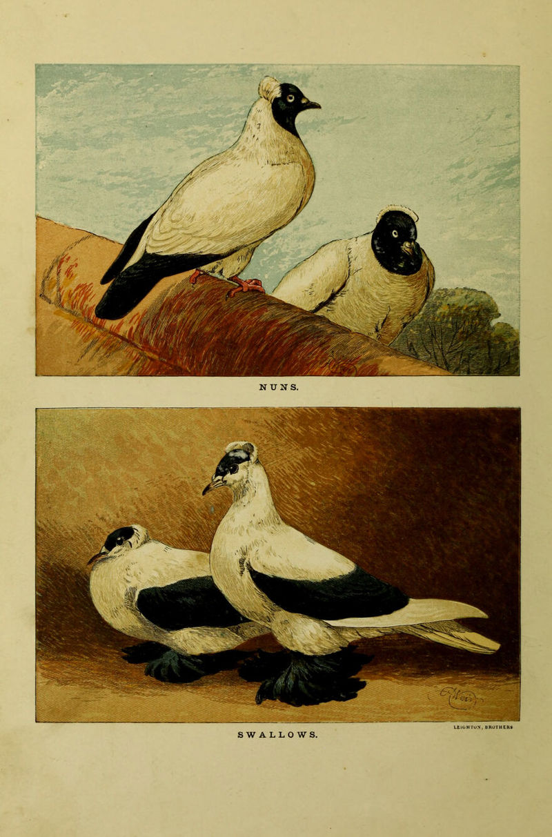 NUNS. SWALLOWS. LEIGHTON, BROTHER*