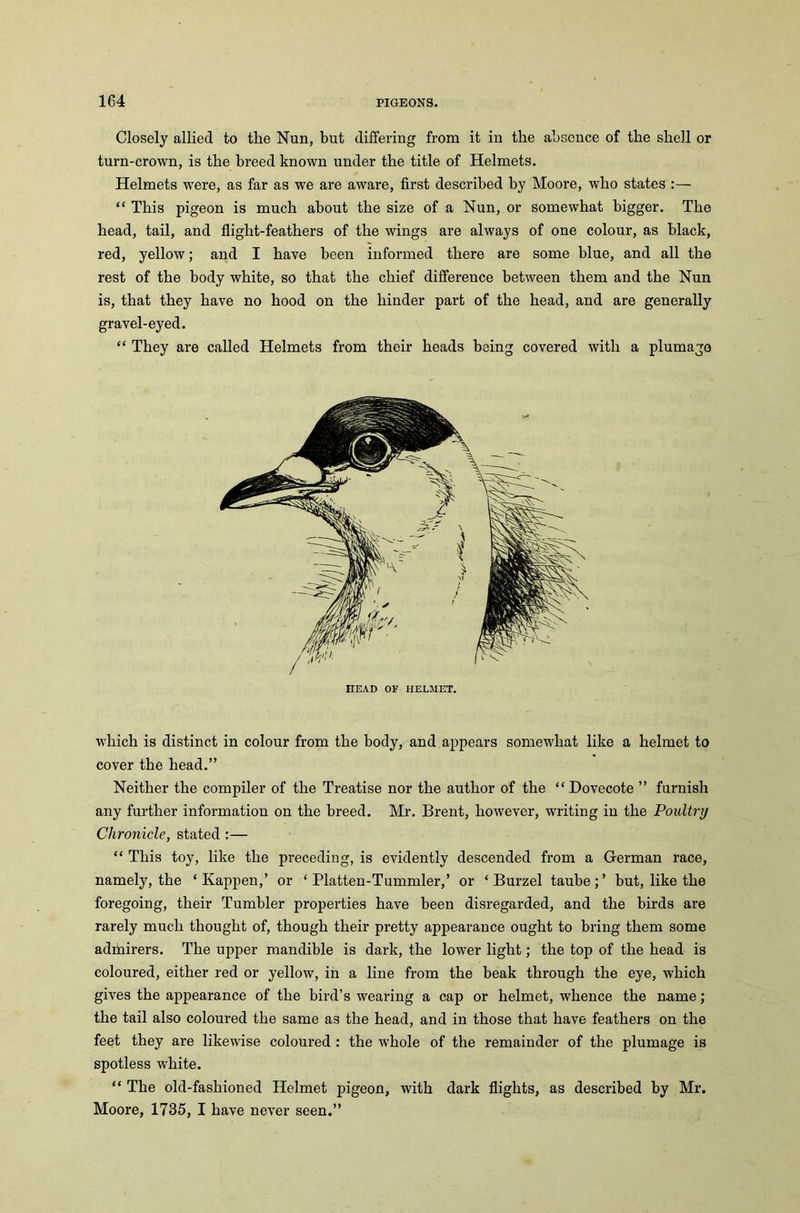 Closely allied to the Nun, but differing from it in the absence of the shell or turn-crown, is the breed known under the title of Helmets. Helmets were, as far as we are aware, first described by Moore, who states :— “ This pigeon is much about the size of a Nun, or somewhat bigger. The head, tail, and flight-feathers of the wings are always of one colour, as black, red, yellow; and I have been informed there are some blue, and all the rest of the body white, so that the chief difference between them and the Nun is, that they have no hood on the hinder part of the head, and are generally gravel-eyed. “ They are called Helmets from their heads being covered with a plumage HEAD OE HELMET. which is distinct in colour from the body, and appears somewhat like a helmet to cover the head.” Neither the compiler of the Treatise nor the author of the “Dovecote ” furnish any further information on the breed. Mr. Brent, however, writing in the Poultry Chronicle, stated :— “ This toy, like the preceding, is evidently descended from a German race, namely, the ‘ Kappen,’ or ‘ Platten-Tummler,’ or ‘ Burzel taube;’ but, like the foregoing, their Tumbler properties have been disregarded, and the birds are rarely much thought of, though their pretty appearance ought to bring them some admirers. The upper mandible is dark, the lower light; the top of the head is coloured, either red or yellow, in a line from the beak through the eye, which gives the appearance of the bird’s wearing a cap or helmet, whence the name; the tail also coloured the same as the head, and in those that have feathers on the feet they are likewise coloured : the whole of the remainder of the plumage is spotless white. “ The old-fashioned Helmet pigeon, with dark flights, as described by Mr. Moore, 1735, I have never seen.”