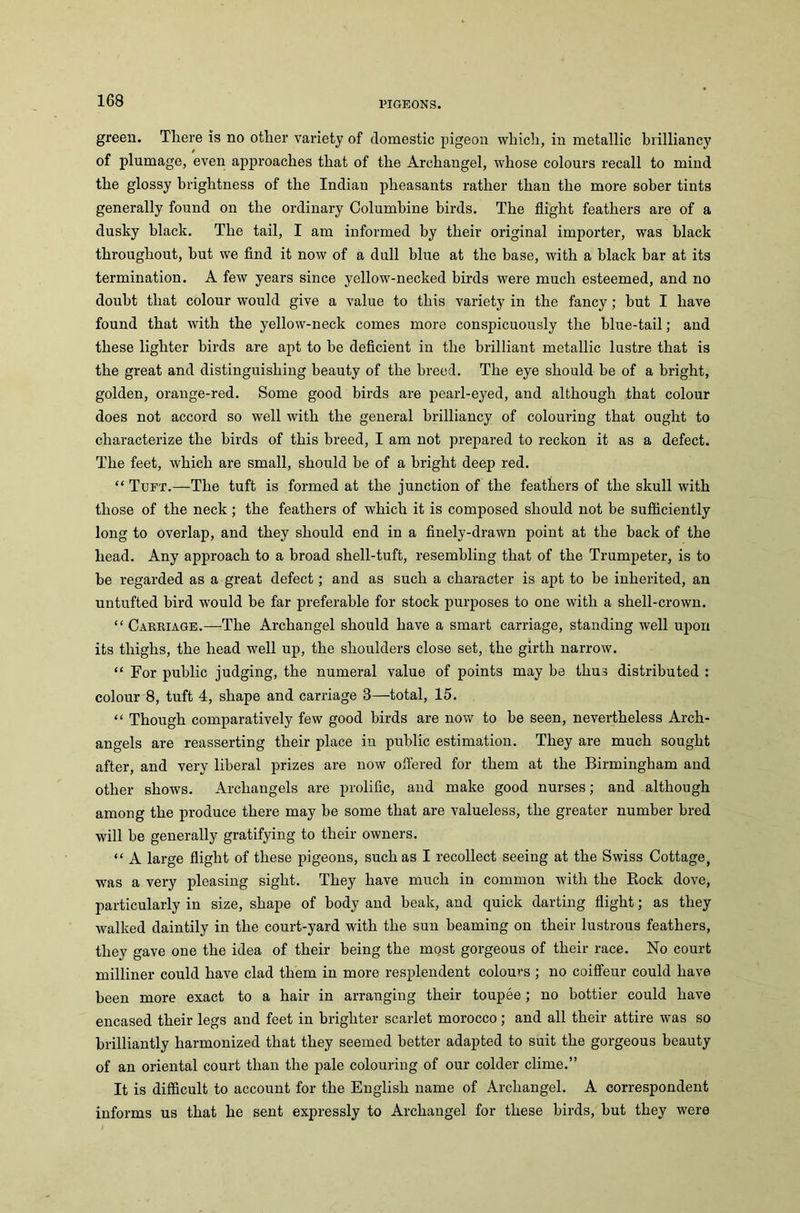green. There Is no other variety of domestic pigeon which, in metallic brilliancy of plumage, even approaches that of the Archangel, whose colours recall to mind the glossy brightness of the Indian pheasants rather than the more sober tints generally found on the ordinary Columbine birds. The flight feathers are of a dusky black. The tail, I am informed by their original importer, was black throughout, hut we find it now of a dull blue at the base, with a black bar at its termination. A few years since yellow-necked birds were much esteemed, and no doubt that colour would give a value to this variety in the fancy; but I have found that with the yellow-neck comes more conspicuously the blue-tail; and these lighter birds are apt to he deficient in the brilliant metallic lustre that is the great and distinguishing beauty of the breed. The eye should be of a bright, golden, orange-red. Some good birds are pearl-eyed, and although that colour does not accord so well with the general brilliancy of colouring that ought to characterize the birds of this breed, I am not prepared to reckon it as a defect. The feet, which are small, should be of a bright deep red. “ Tuft.—The tuft is formed at the junction of the feathers of the skull with those of the neck; the feathers of which it is composed should not he sufficiently long to overlap, and they should end in a finely-drawn point at the back of the head. Any approach to a broad shell-tuft, resembling that of the Trumpeter, is to be regarded as a great defect; and as such a character is apt to be inherited, an untufted bird would be far preferable for stock purposes to one with a shell-crown. “ Carriage.—The Archangel should have a smart carriage, standing well upon its thighs, the head well up, the shoulders close set, the girth narrow. “ For public judging, the numeral value of points may be thus distributed : colour 8, tuft 4, shape and carriage 3—total, 15. “ Though comparatively few good birds are now to he seen, nevertheless Arch- angels are reasserting their place in public estimation. They are much sought after, and very liberal prizes are now offered for them at the Birmingham and other shows. Archangels are prolific, and make good nurses; and although among the produce there may he some that are valueless, the greater number bred will he generally gratifying to their owners. “ A large flight of these pigeons, such as I recollect seeing at the Swiss Cottage, was a very pleasing sight. They have much in common with the Bock dove, particularly in size, shape of body and beak, and quick darting flight; as they walked daintily in the court-yard with the sun beaming on their lustrous feathers, they gave one the idea of their being the most gorgeous of their race. No court milliner could have clad them in more resplendent colours ; no coiffeur could have been more exact to a hair in arranging their toupee; no bottier could have encased their legs and feet in brighter scarlet morocco; and all their attire was so brilliantly harmonized that they seemed better adapted to suit the gorgeous beauty of an oriental court than the pale colouring of our colder clime.” It is difficult to account for the English name of Archangel. A correspondent informs us that he sent expressly to Archangel for these birds, hut they were
