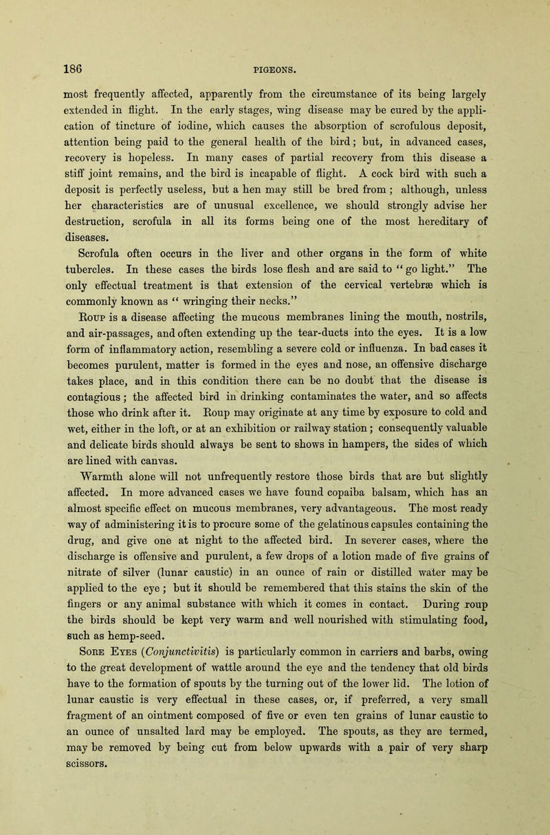 most frequently affected, apparently from the circumstance of its being largely extended in flight. In the early stages, wing disease may he cured by the appli- cation of tincture of iodine, which causes the absorption of scrofulous deposit, attention being paid to the general health of the bird; but, in advanced cases, recovery is hopeless. In many cases of partial recovery from this disease a stiff joint remains, and the bird is incapable of flight. A cock bird with such a deposit is perfectly useless, but a hen may still be bred from ; although, unless her characteristics are of unusual excellence, we should strongly advise her destruction, scrofula in all its forms being one of the most hereditary of diseases. Scrofula often occurs in the liver and other organs in the form of white tubercles. In these cases the birds lose flesh and are said to “ go light.” The only effectual treatment is that extension of the cervical vertebrae which is commonly known as “ wringing their necks.” Roup is a disease affecting the mucous membranes lining the mouth, nostrils, and air-passages, and often extending up the tear-ducts into the eyes. It is a low form of inflammatory action, resembling a severe cold or influenza. In bad cases it becomes purulent, matter is formed in the eyes and nose, an offensive discharge takes place, and in this condition there can he no doubt that the disease is contagious ; the affected bird in drinking contaminates the water, and so affects those who drink after it. Roup may originate at any time by exposure to cold and wet, either in the loft, or at an exhibition or railway station ; consequently valuable and delicate birds should always be sent to shows in hampers, the sides of which are lined with canvas. Warmth alone will not unfrequently restore those birds that are but slightly affected. In more advanced cases we have found copaiba balsam, which has an almost specific effect on mucous membranes, very advantageous. The most ready way of administering it is to procure some of the gelatinous capsules containing the drug, and give one at night to the affected bird. In severer cases, where the discharge is offensive and purulent, a few drops of a lotion made of five grains of nitrate of silver (lunar caustic) in an ounce of rain or distilled water may he applied to the eye ; but it should he remembered that this stains the skin of the fingers or any animal substance with which it comes in contact. During roup the birds should be kept very warm and well nourished with stimulating food, such as hemp-seed. Sore Eyes (Conjunctivitis) is particularly common in carriers and barbs, owing to the great development of wattle around the eye and the tendency that old birds have to the formation of spouts by the turning out of the lower lid. The lotion of lunar caustic is very effectual in these cases, or, if preferred, a very small fragment of an ointment composed of five or even ten grains of lunar caustic to an ounce of unsalted lard may he employed. The spouts, as they are termed, may be removed by being cut from below upwards with a pair of very sharp scissors.