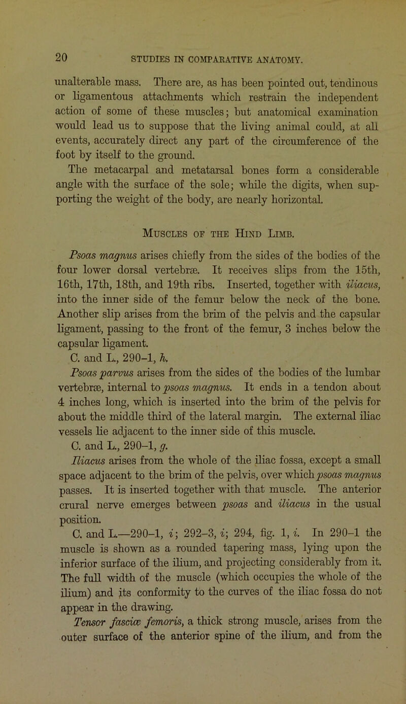 unalterable mass. There are, as has been pointed out, tendinous or ligamentous attachments which restrain the independent action of some of these muscles; but anatomical examination would lead us to suppose that the living animal could, at all events, accurately direct any part of the circumference of the foot by itself to the ground. The metacarpal and metatarsal bones form a considerable angle with the surface of the sole; while the digits, when sup- porting the weight of the body, are nearly horizontal. Muscles of the Hind Limb. Psoas magnus arises chiefly from the sides of the bodies of the four lower dorsal vertebrae. It receives slips from the 15th, 16th, 17th, 18th, and 19th ribs. Inserted, together with iiiacus, into the inner side of the femur below the neck of the bone. Another slip arises from the brim of the pelvis and the capsular ligament, passing to the front of the femur, 3 inches below the capsular ligament. C. and L., 290-1, h. Psoas parvus arises from the sides of the bodies of the lumbar vertebrae, internal to psoas magnus. It ends in a tendon about 4 inches long, which is inserted into the brim of the pelvis for about the middle third of the lateral margin. The external iliac vessels lie adjacent to the inner side of this muscle. C. and L., 290-1, g. Iiiacus arises from the whole of the iliac fossa, except a small space adjacent to the brim of the pelvis, over which psoas magnus passes. It is inserted together with that muscle. The anterior crural nerve emerges between psoas and iiiacus in the usual position. C. and L.—290-1, i; 292-3, i; 294, fig. 1, i. In 290-1 the muscle is shown as a rounded tapering mass, lying upon the inferior surface of the ilium, and projecting considerably from it. The full width of the muscle (which occupies the whole of the ilium) and its conformity to the curves of the iliac fossa do not appear in the drawing. Tensor fascice femoris, a thick strong muscle, arises from the outer surface of the anterior spine of the ilium, and from the