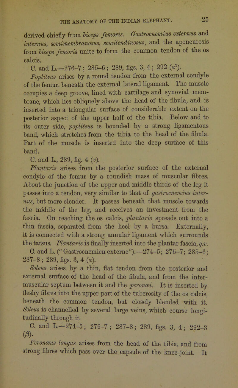 derived chiefly from biceps femoris. Gastrocnemius externus and internus, semimembranosus, semitendinosus, and the aponeurosis from biceps femoris unite to form the common tendon of the os calcis. C. and L.—276-7 ; 285-6 ; 289, figs. 3, 4; 292 (a1). Popliteus arises by a round tendon from the external condyle of the femur, beneath the external lateral ligament. The muscle occupies a deep groove, lined with cartilage and synovial mem- brane, which lies obliquely above the head of the fibula, and is inserted into a triangular surface of considerable extent on the posterior aspect of the upper half of the tibia. Below and to its outer side, popliteus is bounded by a strong ligamentous band, which stretches from the tibia to the head of the fibula. Part of the muscle is inserted into the deep surface of this band. C. and L., 289, fig. 4 (V). Plantaris arises from the posterior surface of the external condyle of the femur by a roundish mass of muscular fibres. About the junction of the upper and middle thirds of the leg it passes into a tendon, very similar to that of gastrocnemius inter- nus, but more slender. It passes beneath that muscle towards the middle of the leg, and receives an investment from the fascia. On reaching the os calcis, plantaris spreads out into a thin fascia, separated from the heel by a bursa. Externally, it is connected with a strong annular ligament which surrounds the tarsus. Plantaris is finally inserted into the plantar fascia, q.v. C. and L. (“ Gastrocnemien externe”).—274-5; 276-7; 285-6; 287-8 ; 289, figs. 3, 4 (a). Soleus arises by a thin, flat tendon from the posterior and external surface of the head of the fibula, and from the inter- muscular septum between it and the peroncei. It is inserted by fleshy fibres into the upper part of the tuberosity of the os calcis, beneath the common tendon, but closely blended with it. Soleus is channelled by several large veins, which course longi- tudinally through it. C. and L.—274-5; 276-7; 287-8; 289, figs. 3, 4; 292-3 <£)• Pcronceus longus arises from the head of the tibia, and from strong fibres which pass over the capsule of the knee-joint. It