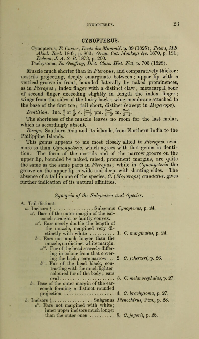 CYNOPTERUS. Cynopterus, F. Cuvier, Dents des Mammif. p. 39 (1825) ; Peters, MB. Akad. JBerl. 1867, p. 866; Gray, Cat. Monkeys Sfc. 1870, p. 121; Dobson, J. A. S. B. 1873, p. 200. Pachysoma, Is. Geoffroy, Diet. Class. Hist. Nat. p. 705 (1828). Muzzle much shorter than in Pteropus, and comparatively thicker; nostrils projecting, deeply emarginate between; upper lip with a vertical groove in front, bounded laterally by naked prominences, as in Pteropus ; index finger with a distinct claw ; metacarpal bone of second finger exceeding slightly in length the index finger; wings from the sides of the hairy back ; wing-membrane attached to the base of the first toe; tail short, distinct (except in Megcerops). Dentition. Inc. j or c. pm. j^|, m. The shortness of the muzzle leaves no room for the last molar, which is accordingly absent. Range. Southern Asia and its islands, from Northern India to the Philippine Islands. This genus appears to me most closely allied to Pteropus, even more so than Cynonycteris, which agrees with that genus in denti- tion. The form of the nostrils and of the narrow groove on the upper lip, bounded by naked, raised, prominent margins, are quite the same as the same parts in Pteropus; while in Cynonycteris the groove on the upper lip is wide and deep, with slanting sides. The absence of a tail in one of the species, C. (Megcerops) ecaudatus, gives further indication of its natural affinities. Synopsis of the Subgenera and Species. A. Tail distinct. a. Incisors £ Subgenus Cynopterus, p. 24. a'. Base of the outer margin of the ear- conch straight or faintly convex, a. Ears nearly double the length of the muzzle, margined very di- stinctly with white b. Ears not much longer than the muzzle, no distinct white margin. a'. Fur of the head scarcely differ- ing in colour from that cover- ing the back ; ears narrow . . Fur of the head black, con- trasting with the much lighter- coloured fur of the body; ears oval b'. Base of the outer margin of the ear- conch forming a distinct rounded projection b. Incisors | Subgenus c. Ears not margined with white; inner upper incisors much longer than the outer ones V 1. C. marginatus, p. 24. 2. C. scherzeri, p. 26. 3. C. melanocephalus, p. 27. 4. C. brachysoma, p. 27. Ptenochirus, Ptrs., p. 28. 5. C. jayorii, p. 28.