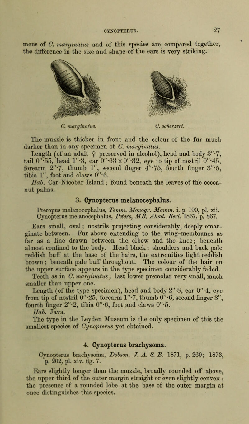 mens of C. marginatus and of this species are compared together, the difference in the size and shape of the ears is very striking. C. marginatus. C. scherzeri. The muzzle is thicker in front and the colour of the fur much darker than in any specimen of C. marginatus. Length (of an adult $ preserved in alcohol), head and body 3”*7, tail 0''-55, head l-3, ear 0''-63 x0-32, eye to tip of nostril 0-45, forearm 2-7, thumb 1, second finger 4-75, fourth finger 3*5, tibia 1”, foot and claws O''-6. Hub. Car-Nicobar Island; found beneath the leaves of the cocoa- nut palms. 3. Cynopterus melanocephalus. Pteropus melanocephalus, Temm. Monogr. Mamm. i. p. 190, pi. xii. Cynopterus melanocephalus, Peters, MB. Akad. Perl. 1867, p. 867. Ears small, oval; nostrils projecting considerably, deeply emar- ginate between. Eur above extending to the wing-membranes as far as a line drawn between the elbow and the knee; beneath almost confined to the body. Head black; shoulders and back pale reddish buff at the base of the hairs, the extremities light reddish brown; beneath pale buff throughout. The colour of the hair on the upper surface appears in the type specimen considerably faded. Teeth as in C. marginatus; last lower premolar very small, much smaller than upper one. Length (of the type specimen), head and body 2-8, ear 0-4, eye from tip of nostril 0*25, forearm 1*7, thumb 0-6, second finger 3, fourth finger 2*2, tibia 0-6, foot and claws 0''-5. Hob. Java. The type in the Leyden Museum is the only specimen of this the smallest species of Cynopterus yet obtained. 4. Cynopterus brachysoma. Cynopterus brachysoma, Dobson, J. A. S. B. 1871, p. 260; 1873, p. 202, pi. xiv. fig. 7. Ears slightly longer than the muzzle, broadly rounded off above, the upper third of the outer margin straight or even slightly convex ; the presence of a rounded lobe at the base of the outer margin at once distinguishes this species.