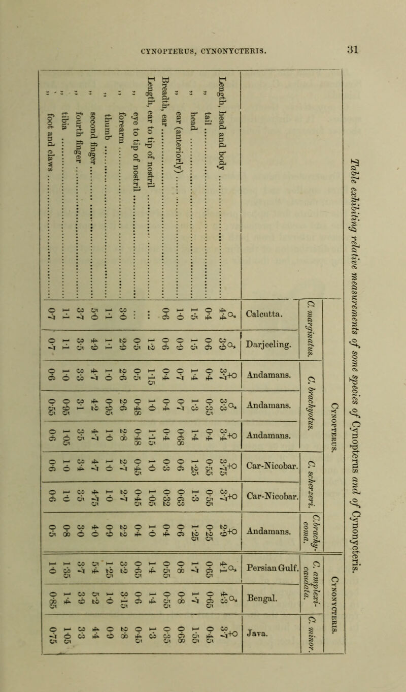 Length, head and body „ tail „ head „ ear (anteriorly) Breadth, ear Length, ear to tip of nostril ,, eye to tip of nostril ,, forearm „ thumb „ second finger ,, fourth finger „ tibia „ foot and claws OH-‘ w ^ W . . O H-* H-* o 4^ -a ^ <i © © : : © o ci A A0* Calcutta. <C> is <s>. o> & Ok £ Co O •< 55 o ►a H s c GO OH-M4HH-tOOH-OOHHO CD ~j|Aci©A©Cifci©©CiG5 Darjeeling. ©►— CD4^H-*fcc©t-‘©©>-‘© CD ©OCbnJOOCiAAMAA Ci Andamans. Ci Cl- 'S & C> O ct. SS Co OOC04^0tOOi— ©OH-*© CD ciOntico^o^Mwcitc0* U C' Ci GO Ci Andamans. $ 3- 4 0- 4 1- 4 0-68 0-4 1*15 0-48 2- 8 10 4- 7 3-5 105 OG Andamans. ©h-CD4^h->U)Oh-*©©h-*© CD 664*<j6M^d«6wcT -5+° Ci Ci Ci Or Car-Nieobar. CO c*> os. ©►— CD4^H-bOOH->©©i-i© CD 6co<^6<ii^6m6m6 -a+o Ci 51 Cn bi 05 Ci Car-Nicobar. OOCD^ObCOH-©©H->© bp oitxccoti^o^oboto ©+o Ci Ci Andamans. Ci § ^ ~ s •aJr 1 H-H-‘CDCi'h->C0©h-‘©©h-*© ►£. OoaM^Mtio^oiobMdH0!* Cl Cl C1 Cl Cl Persian Gulf. II a ^3 C-. o-. ? § CO. 1 o < 55 o 25 *< n H « 53 M GO Oh->CDCih->CDOi—‘OOh--© 4^ cb ^ 6 to C h 6 4^ oi do m 6 oc0* Cl Cl Ci Cl Bengal. ©►-CD4»>OlOOt— ©©H->© CD *-i6u^6ob^Mcis6»4 *4+0 Cl Ci Cl Cl 00 Cl Ci ». ... Java. <■-. o 'S o p o P o ct~ O cn Table exhibiting relative measurements of some species of Cynopterus and o
