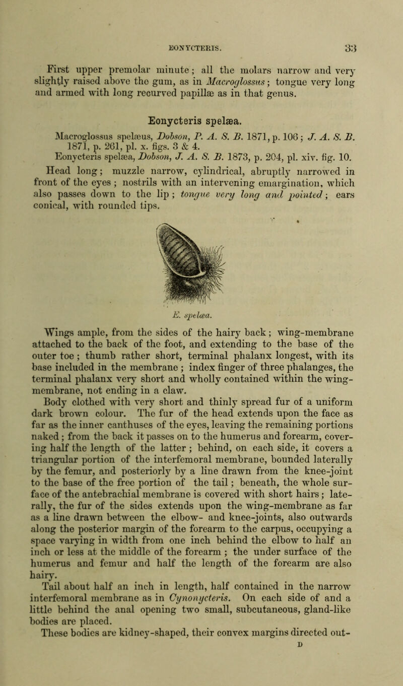 First upper premolar minute; all the molars narrow and very slightly raised above tho gum, as in Macroglossus; tongue very long and armed with long recurved papillae as in that genus. Eonycteris spelaea. Macroglossus spelreus, Dobson, P. A. S. B. 1871, p. 106; J. A. 8. B. 1871, p. 261, pi. x. figs. 3 & 4. Eonycteris spel^a, Dobson, J. A. 8. B. 1873, p. 204, pi. xiv. fig. 10. Head long; muzzle narrow, cylindrical, abruptly narrowed in front of the eyes ; nostrils with an intervening emargination, which also passes down to the lip ; tongue very Jong and pointed; ears conical, with rounded tips. E. spelcea. Wings ample, from the sides of the hairy back; wing-membrane attached to the back of the foot, and extending to the base of the outer toe ; thumb rather short, terminal phalanx longest, with its base included in the membrane ; index finger of three phalanges, the terminal phalanx very short and wholly contained within the wing- membrane, not ending in a claw. Body clothed with very short and thinly spread fur of a uniform dark brown colour. The fur of the head extends upon the face as far as the inner canthuscs of the eyes, leaving the remaining portions naked ; from the back it passes on to the humerus and forearm, cover- ing half the length of the latter; behind, on each side, it covers a triangular portion of the interfemoral membrane, bounded laterally by the femur, and posteriorly by a line drawn from the knee-joint to the base of the free portion of the tail; beneath, the whole sur- face of the antebrachial membrane is covered with short hairs; late- rally, the fur of the sides extends upon the wing-membrane as far as a line drawn between the elbow- and knee-joints, also outwards along the posterior margin of the forearm to the carpus, occupying a space varying in width from one inch behind the elbow to half an inch or less at the middle of the forearm ; the under surface of the humerus and femur and half the length of the forearm are also hairy. Tail about half an inch in length, half contained in the narrow interfemoral membrane as in Cynonycteris. On each side of and a little behind the anal opening two small, subcutaneous, gland-like bodies are placed. These bodies are kidney-shaped, their convex margins directed out- i>