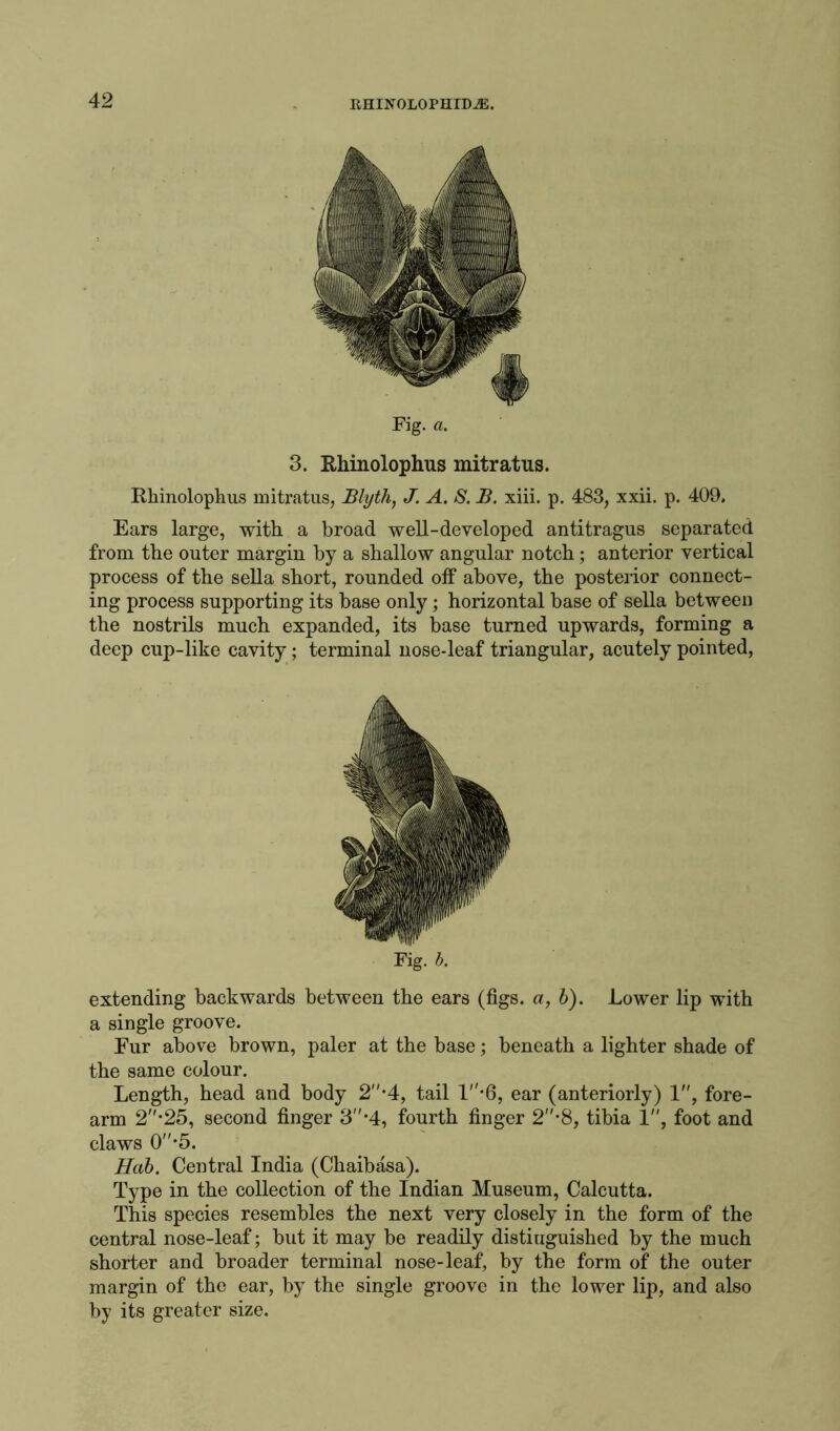 Fig. a. 3. Rhinolophus mitratus. Rhinolophus mitratus, Blyth, J. A. S. B. xiii. p. 483, xxii. p. 409, Ears large, with a broad well-developed antitragus separated from the outer margin by a shallow angular notch; anterior vertical process of the sella short, rounded off above, the posterior connect- ing process supporting its base only; horizontal base of sella between the nostrils much expanded, its base turned upwards, forming a deep cup-like cavity; terminal nose-leaf triangular, acutely pointed, Fig. b. extending backwards between the ears (figs, a, b). Lower lip with a single groove. Fur above brown, paler at the base; beneath a lighter shade of the same colour. Length, head and body 2*4, tail l-6, ear (anteriorly) 1, fore- arm 2*25, second finger 3 '4, fourth finger 2-8, tibia 1, foot and claws 0”'5. Hob. Central India (Chaibasa). Type in the collection of the Indian Museum, Calcutta. This species resembles the next very closely in the form of the central nose-leaf; but it may be readily distinguished by the much shorter and broader terminal nose-leaf, by the form of the outer margin of the ear, by the single groove in the lower lip, and also by its greater size.