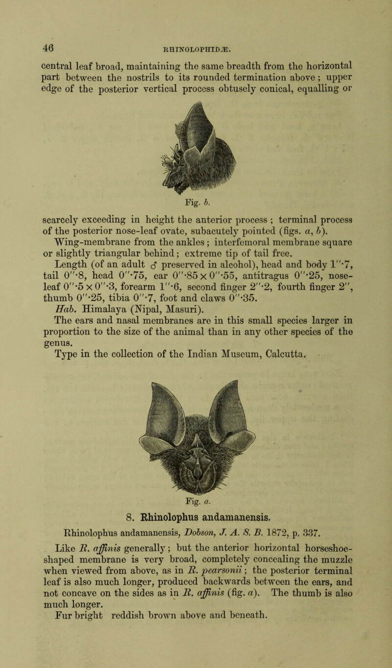 central leaf broad, maintaining the same breadth from the horizontal part between the nostrils to its rounded termination above; upper edge of the posterior vertical process obtusely conical, equalling or Fig. b. scarcely exceeding in height the anterior process ; terminal process of the posterior nose-leaf ovate, subacutely pointed (figs, a, b). Wing-membrane from the ankles ; interfemoral membrane square or slightly triangular behind; extreme tip of tail free. Length (of an adult 3 preserved in alcohol), head and body 1*7, tail 0*8, head 0''*75, ear 0-85x0,55, antitragus 0*25, nose- leaf 0*5 x 0-3, forearm 1*6, second finger 2-2, fourth finger 2, thumb 0*25, tibia 0*7, foot and claws 0*35. Ilab. Himalaya (Nipal, Masuri). The ears and nasal membranes are in this small species larger in proportion to the size of the animal than in any other species of the genus. Type in the collection of the Indian Museum, Calcutta. Fig. a. 8. Rhinolophus andamanensis. Rhinolophus andamanensis, Dobson, J. A. S. B. 1872, p. 337. Like B. affinis generally; but the anterior horizontal horseshoe- shaped membrane is very broad, completely concealing the muzzle when viewed from above, as in B. pearsonii; the posterior terminal leaf is also much longer, produced backwards between the ears, and not concave on the sides as in B. affinis (fig. a). The thumb is also much longer. Fur bright reddish brown above and beneath.