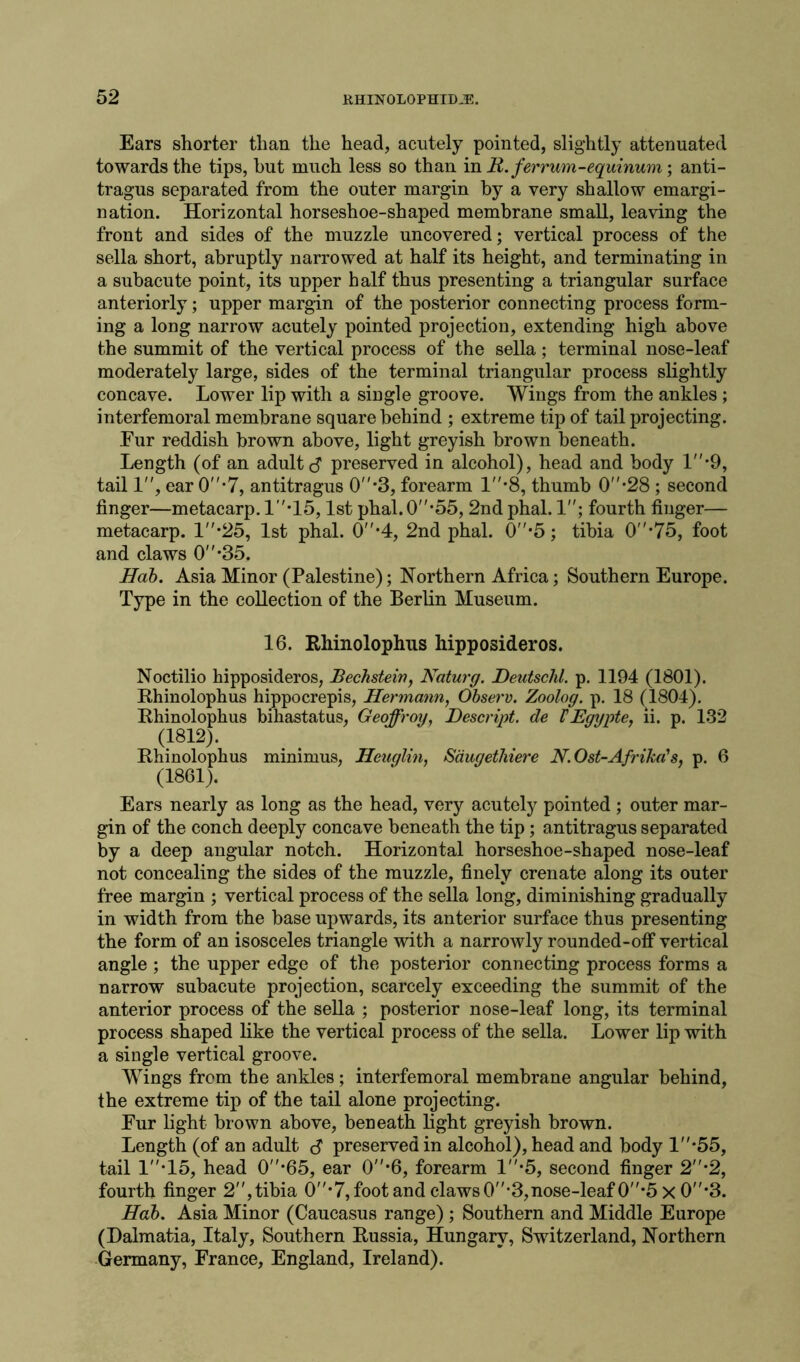 Ears shorter than the head, acutely pointed, slightly attenuated towards the tips, but much less so than in It. ferrum-equinum; anti- tragus separated from the outer margin by a very shallow emargi- nation. Horizontal horseshoe-shaped membrane small, leaving the front and sides of the muzzle uncovered; vertical process of the sella short, abruptly narrowed at half its height, and terminating in a subacute point, its upper half thus presenting a triangular surface anteriorly; upper margin of the posterior connecting process form- ing a long narrow acutely pointed projection, extending high above the summit of the vertical process of the sella; terminal nose-leaf moderately large, sides of the terminal triangular process slightly concave. Lower lip with a single groove. Wings from the ankles ; interfemoral membrane square behind ; extreme tip of tail projecting. Eur reddish brown above, light greyish brown beneath. Length (of an adults preserved in alcohol), head and body 1*9, tail 1, ear 0*7, antitragus 0*3, forearm 1*8, thumb 0''’28 ; second finger—metacarp. 1*15,1st phal. 0*55, 2nd phal. 1; fourth finger— metacarp. 1*25, 1st phal. 0*4, 2nd phal. 0*5; tibia 0*75, foot and claws 0-35. Hab. Asia Minor (Palestine); Northern Africa; Southern Europe. Type in the collection of the Berlin Museum. 16. Rliinolophus hipposideros. Noctilio hipposideros, Bechsteiv, Naturg. Deutschl. p. 1194 (1801). Rhinolophus hippocrepis, Hermann, Observ. Zoolog. p. 18 (1804). Rliinolophus bihastatus, Geoffroy, Descript, de VEgypte, ii. p. 132 (1812). Rhinolophus minimus, Heuglin, Saugethiere N.Ost-Afrika's, p. 6 (1861). Ears nearly as long as the head, very acutely pointed ; outer mar- gin of the conch deeply concave beneath the tip; antitragus separated by a deep angular notch. Horizontal horseshoe-shaped nose-leaf not concealing the sides of the muzzle, finely crenate along its outer free margin ; vertical process of the sella long, diminishing gradually in width from the base upwards, its anterior surface thus presenting the form of an isosceles triangle with a narrowly rounded-off vertical angle ; the upper edge of the posterior connecting process forms a narrow subacute projection, scarcely exceeding the summit of the anterior process of the sella ; posterior nose-leaf long, its terminal process shaped like the vertical process of the sella. Lower lip with a single vertical groove. Wings from the ankles; interfemoral membrane angular behind, the extreme tip of the tail alone projecting. Eur light brown above, beneath light greyish brown. Length (of an adult 81 preserved in alcohol), head and body l-55, tail 1-15, head 0*65, ear 0*6, forearm 1*5, second finger 2*2, fourth finger 2,tibia 0*7,footand claws0-3,nose-leaf0*5 x0*3. Hab. Asia Minor (Caucasus range) ; Southern and Middle Europe (Dalmatia, Italy, Southern Russia, Hungary, Switzerland, Northern Germany, France, England, Ireland).