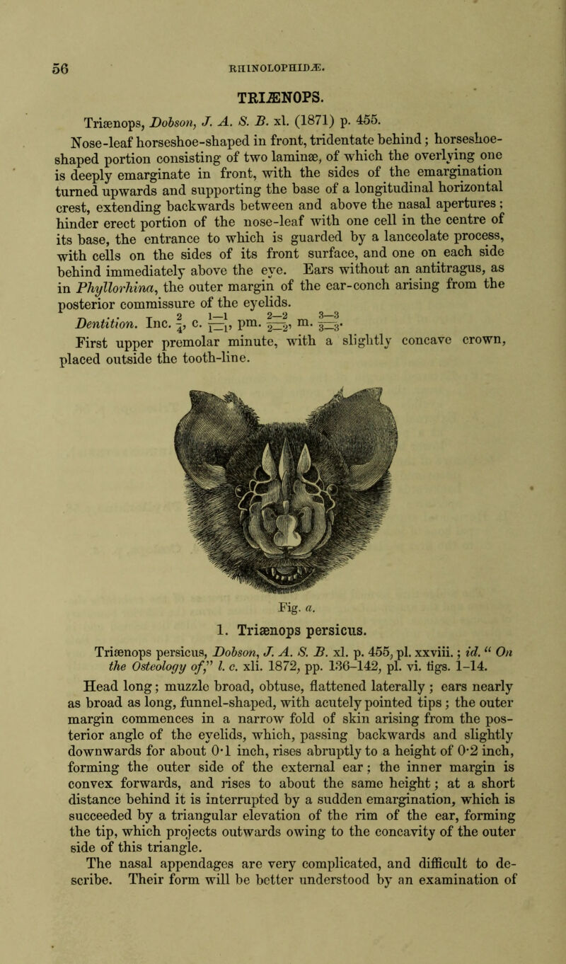 TRIiENOPS. Triaenops, Dobson, J. A. S. B. xl. (1871) p. 455. Nose-leaf horseshoe-shaped in front, tridentate behind; horseshoe- shaped portion consisting of two laminae, of which the overlying one is deeply emarginate in front, with the sides of the emargination turned upwards and supporting the base of a longitudinal horizontal crest, extending backwards between and above the nasal apertures; hinder erect portion of the nose-leaf with one cell in the centre of its base, the entrance to which is guarded by a lanceolate process, with cells on the sides of its front surface, and one on each side behind immediately above the eye. Ears without an antitragus, as in Phyllorhina, the outer margin of the ear-conch arising from the posterior commissure of the eyelids. ' _ 2 1—1 2—2 3—3 Dentition. Inc. c. p pm. m. 3. First upper premolar minute, with a slightly concave crown, placed outside the tooth-line. Fig. a. 1. Triaenops persicus. Triaenops persicus, Dobson, J. A. S. B. xl. p. 455, pi. xxviii.; id. u On the Osteology of” l. c. xli. 1872, pp. 136-142, pi. vi. tigs. 1-14. Head long; muzzle broad, obtuse, flattened laterally ; ears nearly as broad as long, funnel-shaped, with acutely pointed tips ; the outer margin commences in a narrow fold of skin arising from the pos- terior angle of the eyelids, which, passing backwards and slightly downwards for about 0*1 inch, rises abruptly to a height of 0*2 inch, forming the outer side of the external ear; the inner margin is convex forwards, and rises to about the same height; at a short distance behind it is interrupted by a sudden emargination, which is succeeded by a triangular elevation of the rim of the ear, forming the tip, which projects outwards owing to the concavity of the outer side of this triangle. The nasal appendages are very complicated, and difficult to de- scribe. Their form will be better understood by an examination of