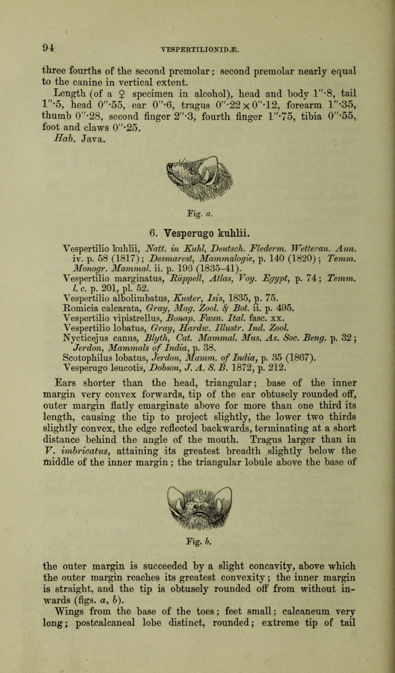 three fourths of the second premolar; second premolar nearly equal to the canine in vertical extent. Length (of a 2 specimen in alcohol), head and body 1*8, tail 1*5, head 0*55, ear 0*6, tragus 0*22 x 0*12, forearm 1*35, thumb 0-28, second finger 2*3, fourth finger 1”*75, tibia 0*55, foot and claws 0*25. Hob. Java. Fig. a. 6. Vesperugo kuhlii. Vespertilio kuhlii, Natt. in Kuhl, Deutsch. Flederm. Wetterau. Ann. iv. p. 58 (1817); Desmarest, Mammalogie, p. 140 (1820) ; Temm. Monogr. Mammal, ii. p. 198 (1835-41). Vespertilio marginatus, Rupp ell, Atlas, Voy. Egypt, p. 74; Temm. 1. c. p. 201, pi. 52. Vespertilio albolimbatus, Faster, Isis, 1835, p. 75. Romicia calcarata, Gray, Mag. Zool. 8f Rot. ii. p. 495. Vespertilio vipistrellus, Ronap. Faun. Ital. fasc. xx. Vespertilio lobatus, Gray, Hardw. Illustr. Ind. Zool. Nycticejus canus, Rlyth, Cat. Mammal. Mus. As. Soc. Reng. p. 32; Jerdon, Mammals of India, p. 38. Scotophilus lobatus, Jerdon, Mamm. of India, p. 35 (1867). Vesperugo leucotis, Dobson, J. A. S. R. 1872, p. 212. Ears shorter than the head, triangular; base of the inner margin very convex forwards, tip of the ear obtusely rounded off, outer margin flatly emarginate above for more than one third its length, causing the tip to project slightly, the lower two thirds slightly convex, the edge reflected backwards, terminating at a short distance behind the angle of the mouth. Tragus larger than in F. imbricatus, attaining its greatest breadth slightly below the middle of the inner margin; the triangular lobule above the base of Fig. b. the outer margin is succeeded by a slight concavity, above which the outer margin reaches its greatest convexity; the inner margin is straight, and the tip is obtusely rounded off from without in- wards (figs, a, b). Wings from the base of the toes; feet small; calcaneum very long; postcalcaneal lobe distinct, rounded; extreme tip of tail