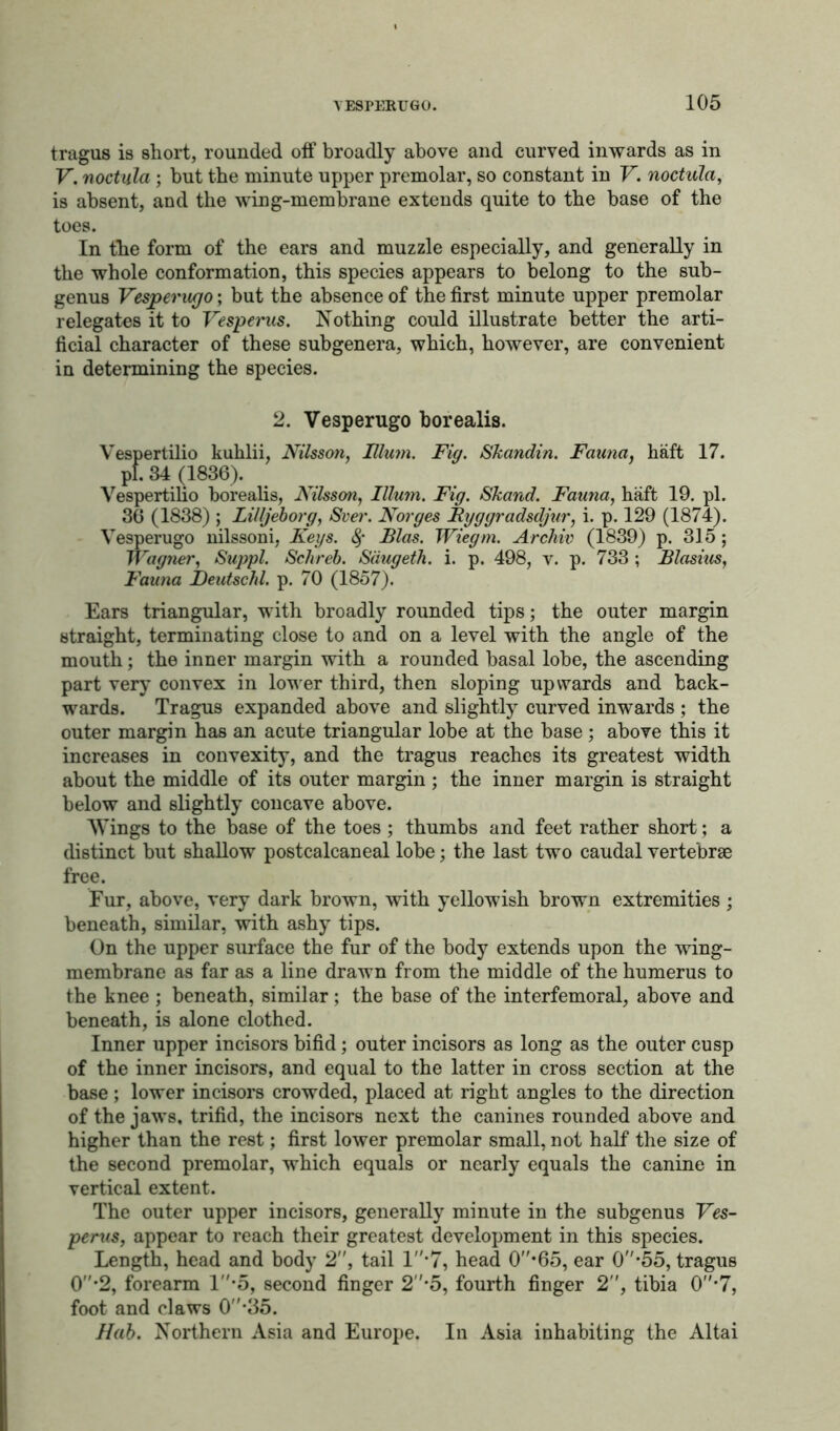 tragus is short, rounded off broadly above and curved inwards as in V. noctula; but the minute upper premolar, so constant in V. noctula, is absent, and the wing-membrane extends quite to the base of the toes. In the form of the ears and muzzle especially, and generally in the whole conformation, this species appears to belong to the sub- genus Vesperugo; but the absence of the first minute upper premolar relegates it to Vesperus. Nothing could illustrate better the arti- ficial character of these subgenera, which, however, are convenient in determining the species. 2. Vesperugo borealis. Vespertilio kuhlii, Nilsson, Ilium. Fig. Skandin. Fauna, haft 17. pi. 34 (1836). Vespertilio borealis, Nilsson, Ilium. Fig. Skand. Fauna, haft 19. pi. 36 (1838) ; Lilljeborg, Sver. Norges Ryggradsdjur, i. p. 129 (1874). Vesperugo nilssoni, Keys. Bias. Wiegm. Archiv (1839) p. 315; Wagner, Suppl. Schreb. Saugeth. i. p. 498, v. p. 733 ; Blasius, Fauna jDeutschl. p. 70 (1857). Ears triangular, with broadly rounded tips; the outer margin straight, terminating close to and on a level with the angle of the mouth; the inner margin with a rounded basal lobe, the ascending part very convex in lower third, then sloping upwards and back- wards. Tragus expanded above and slightly curved inwards ; the outer margin has an acute triangular lobe at the base ; above this it increases in convexity, and the tragus reaches its greatest width about the middle of its outer margin ; the inner margin is straight below and slightly concave above. Wings to the base of the toes ; thumbs and feet rather short; a distinct but shallow postcalcaneal lobe; the last two caudal vertebrae free. Fur, above, very dark brown, with yellowish brown extremities ; beneath, similar, with ashy tips. On the upper surface the fur of the body extends upon the wing- membrane as far as a line drawn from the middle of the humerus to the knee ; beneath, similar ; the base of the interfemoral, above and beneath, is alone clothed. Inner upper incisors bifid; outer incisors as long as the outer cusp of the inner incisors, and equal to the latter in cross section at the base; lower incisors crowded, placed at right angles to the direction of the jaws, trifid, the incisors next the canines rounded above and higher than the rest; first lower premolar small, not half the size of the second premolar, which equals or nearly equals the canine in vertical extent. The outer upper incisors, generally minute in the subgenus Ves- perus, appear to reach their greatest development in this species. Length, head and body 2, tail 1*7, head 0*65, ear 0-55, tragus 0''*2, forearm 1 -5, second finger 2*5, fourth finger 2, tibia 0-7, foot and claws 0*35. Nab. Northern Asia and Europe. In Asia inhabiting the Altai