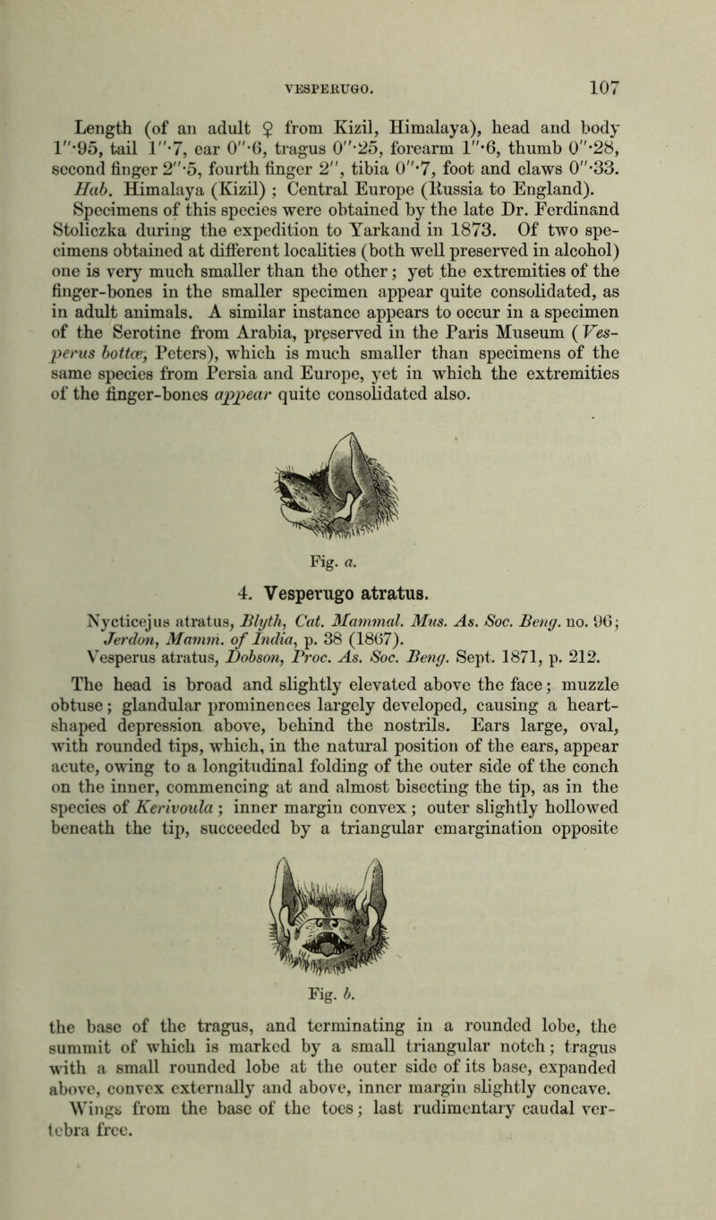 Length (of an adult 2 from Kizil, Himalaya), head and body l-95, tail l-7, ear 0*6, tragus 0-25, forearm 1*6, thumb 0*28, second finger 2’5, fourth finger 2, tibia 0*7, foot and claws 0*33. Hub. Himalaya (Kizil) ; Central Europe (Hussia to England). Specimens of this species were obtained by the late Dr. Ferdinand Stoliczka during the expedition to Yarkand in 1873. Of two spe- cimens obtained at different localities (both well preserved in alcohol) one is very much smaller than the other; yet the extremities of the finger-bones in the smaller specimen appear quite consolidated, as in adult animals. A similar instance appears to occur in a specimen of the Serotine from Arabia, preserved in the Paris Museum ( Ves- perus bottce, Peters), which is much smaller than specimens of the same species from Persia and Europe, yet in which the extremities of the finger-bones appear quite consolidated also. Fig. a. 4. Vesperugo atratus. Nycticejus atratus, Blyth, Cat. Mammal. Mns. As. Soc. Berty. no. 96; Jerdon, Mamni. of India, p. 38 (1867). Vesperus atratus, Dobson, Proc. As. Soc. Beny. Sept. 1871, p. 212. The head is broad and slightly elevated above the face; muzzle obtuse; glandular prominences largely developed, causing a heart- shaped depression above, behind the nostrils. Ears large, oval, with rounded tips, which, in the natural position of the ears, appear acute, owing to a longitudinal folding of the outer side of the conch on the inner, commencing at and almost bisecting the tip, as in the species of Kerivoula ; inner margin convex ; outer slightly hollowed beneath the tip, succeeded by a triangular emargination opposite Fig. b. the base of the tragus, and terminating in a rounded lobe, the summit of which is marked by a small triangular notch; tragus with a small rounded lobe at the outer side of its base, expanded above, convex externally and above, inner margin slightly concave. Wings from the base of the toes; last rudimentary caudal ver- tebra free.