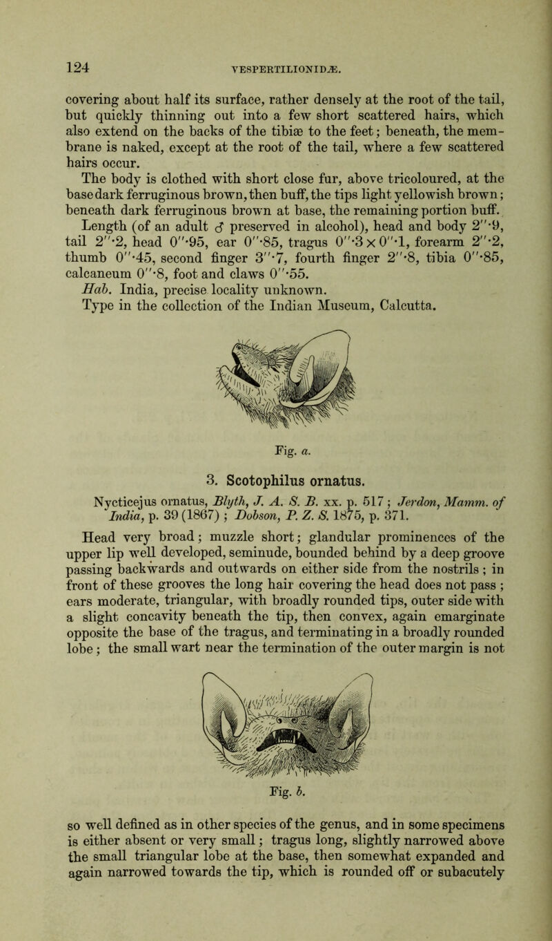 covering about half its surface, rather densely at the root of the tail, but quickly thinning out into a few short scattered hairs, which also extend on the backs of the tibiae to the feet; beneath, the mem- brane is naked, except at the root of the tail, where a few scattered hairs occur. The body is clothed with short close fur, above tricoloured, at the base dark ferruginous brown, then buff, the tips light yellowish brown; beneath dark ferruginous brown at base, the remaining portion buff. Length (of an adult preserved in alcohol), head and body 2-9, tail 2*2, head 0'95, ear 0*85, tragus 0*3x0*l, forearm 2'2, thumb 0*45, second finger 3*7, fourth finger 2*8, tibia 0*85, calcaneum 0*8, foot and claws 0-55. Dab. India, precise locality unknown. Type in the collection of the Indian Museum, Calcutta. 3. Scotophilus ornatus. Nycticejus ornatus, Blyth, J. A. S. B. xx. p. 517 ; Jerdon, Mamm. of India, p. 39 (1867) ; Dobson, P. Z. 8. 1875, p. 371. Head very broad; muzzle short; glandular prominences of the upper lip well developed, seminude, bounded behind by a deep groove passing backwards and outwards on either side from the nostrils; in front of these grooves the long hair covering the head does not pass ; ears moderate, triangular, with broadly rounded tips, outer side with a slight concavity beneath the tip, then convex, again emarginate opposite the base of the tragus, and terminating in a broadly rounded lobe; the small wart near the termination of the outer margin is not so well defined as in other species of the genus, and in some specimens is either absent or very small; tragus long, slightly narrowed above the small triangular lobe at the base, then somewhat expanded and again narrowed towards the tip, which is rounded off or subacutely