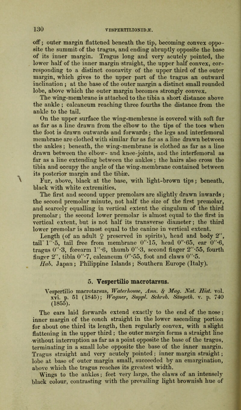 off; outer margin flattened beneath the tip, becoming convex oppo- site the summit of the tragus, and ending abruptly opposite the base of its inner margin. Tragus long and very acutely pointed, the lower half of the inner margin straight, the upper half convex, cor- responding to a distinct concavity of the upper third of the outer margin, which gives to the upper part of the tragus an outward inclination ; at the base of the outer margin a distinct small rounded lobe, above which the outer margin becomes strongly convex. The wing-membrane is attached to the tibia a short distance above the ankle ; calcaneum reaching three fourths the distance from the ankle to the tail. On the upper surface the wing-membrane is covered with soft fur as far as a line drawn from the elbow to the tips of the toes when the foot is drawn outwards and forwards; the legs and interfemoral membrane are clothed with similar fur as far as a line drawn between the ankles; beneath, the wing-membrane is clothed as far as a line drawn between the elbow- and knee-joints, and the interfemoral as far as a line extending between the ankles; the hairs also cross the tibia and occupy the angle of the wing-membrane contained between its posterior margin and the tibiae. x Fur, above, black at the base, with light-brown tips; beneath, black with white extremities. The first and second upper premolars are slightly drawn inwards ; the second premolar minute, not half the size of the first premolar, and scarcely equalling in vertical extent the cingulum of the third premolar; the second lower premolar is almost equal to the first in vertical extent, but is not half its transverse diameter; the third lower premolar is almost equal to the canine in vertical extent. Length (of an adult $ preserved in spirits), head and body 2, tail 1*5, tail free from membrane 0*15, head 0-65, ear 0*6, tragus 0-3, forearm 1*6, thumb 0*3, second finger 2*55, fourth finger 2, tibia 0*7, calcaneum 0*55, foot and claws 0*5. Hab. Japan; Philippine Islands; Southern Europe (Italy). 5. Vespertilio macrotarsus. Yespertilio macrotarsus, Waterhouse, Ann. 8f Mag. Nat. Hist. vol. xvi. p. 51 (1845); Wagner, Suppl. Schreb. Saugeth. v. p. 740 (1855). The ears laid forwards extend exactly to the end of the nose; inner margin of the conch straight in the lower ascending portion for about one third its length, then regularly convex, with a slight flattening in the upper third ; the outer margin forms a straight line without interruption as far as a point opposite the base of the tragus, terminating in a small lobe opposite the base of the inner margin. Tragus straight and very acutely pointed; inner margin straight; lobe at base of outer margin small, succeeded by an emargination, above which the tragus reaches its greatest width. Wings to the ankles; feet very large, the claws of an intensely black colour, contrasting with the prevailing light brownish hue of