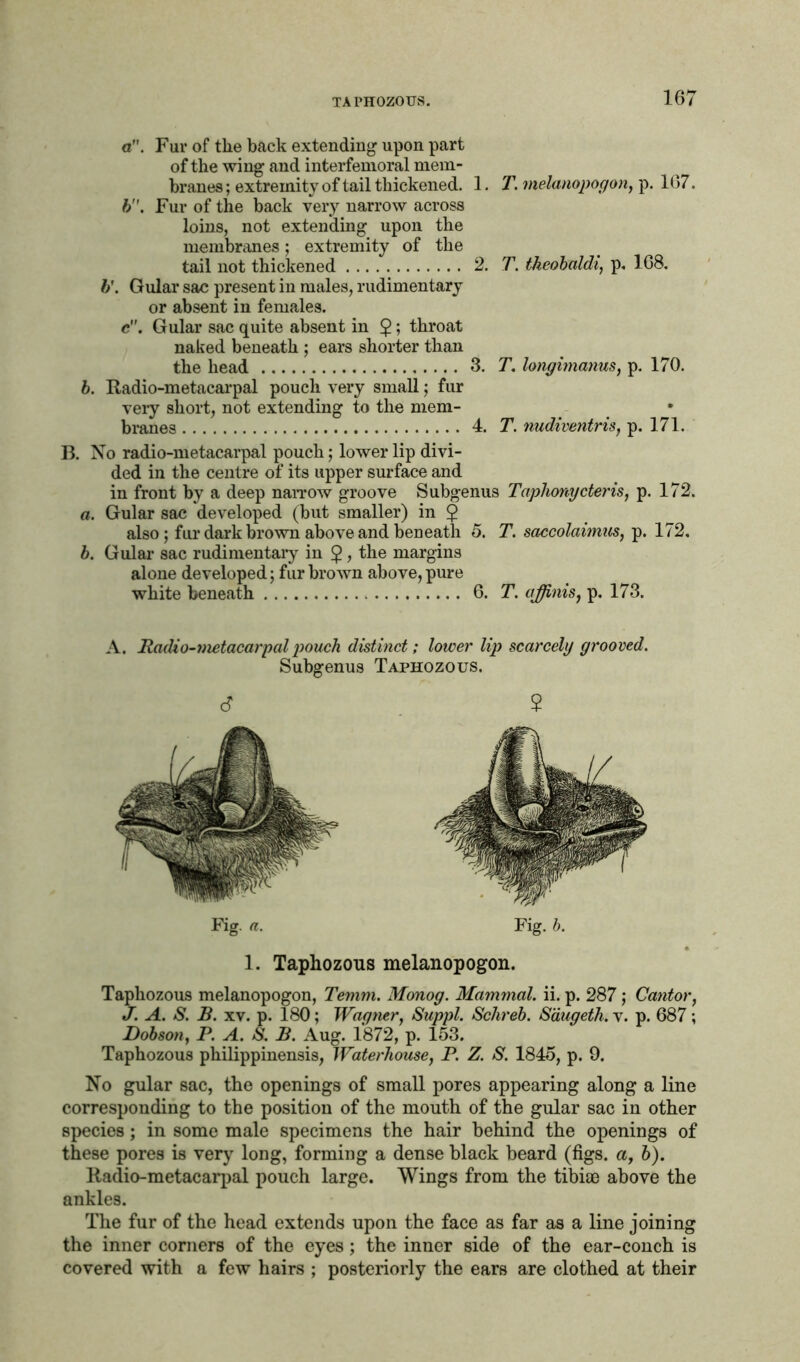 a. Fur of the back extending upon part of the wing and interfemoral mem- branes ; extremity of tail thickened. 1. b. Fur of the back very narrow across loins, not extending upon the membranes; extremity of the tail not thickened 2. 1). Gular sac present in males, rudimentary or absent in females. c”. Gular sac quite absent in $; throat naked beneath ; ears shorter than the head 3. adio-metacai'pal pouch very small; fur very short, not extending to the mem- branes 4. T. melanopogon, p. 167. T. theobaldi, p. 168. T. longimanus, p. 170. T. nudiventris, p. 171. B. No radio-metacarpal pouch; lower lip divi- ded in the centre of its upper surface and in front by a deep narrow groove Subgenus Taphonycteris, p. 172. a. Gular sac developed (but smaller) in £ also ; fur dark brown above and beneath 5. T. saccolaimus, p. 172. b. Gular sac rudimentary in <j> > the margins alone developed; fur brown above, pure white beneath 6. T. qffinis, p. 173. A. Radio-metacarpal pouch distinct; lower lip scarcely grooved. Subgenus Taphozous. 6 $ Fig. a. Fig. b. 1. Taphozous melanopogon. Taphozous melanopogon, Temm. Monog. Mammal, ii. p. 287 ; Cantor, J. A. S. B. xv. p. 180; Wagner, Suppl. Schreb. Saugeth. v. p. 687; Dobson, P. A. iS. B. Aug. 1872, p. 153. Taphozous philippinensis, Waterhouse, P. Z. S. 1845, p. 9. No gular sac, the openings of small pores appearing along a line corresponding to the position of the mouth of the gular sac in other species; in some male specimens the hair behind the openings of these pores is very long, forming a dense black beard (figs, a, b). Radio-metacarpal pouch large. Wings from the tibiae above the ankles. The fur of the head extends upon the face as far as a line joining the inner corners of the eyes; the inner side of the ear-conch is covered with a few hairs ; posteriorly the ears are clothed at their