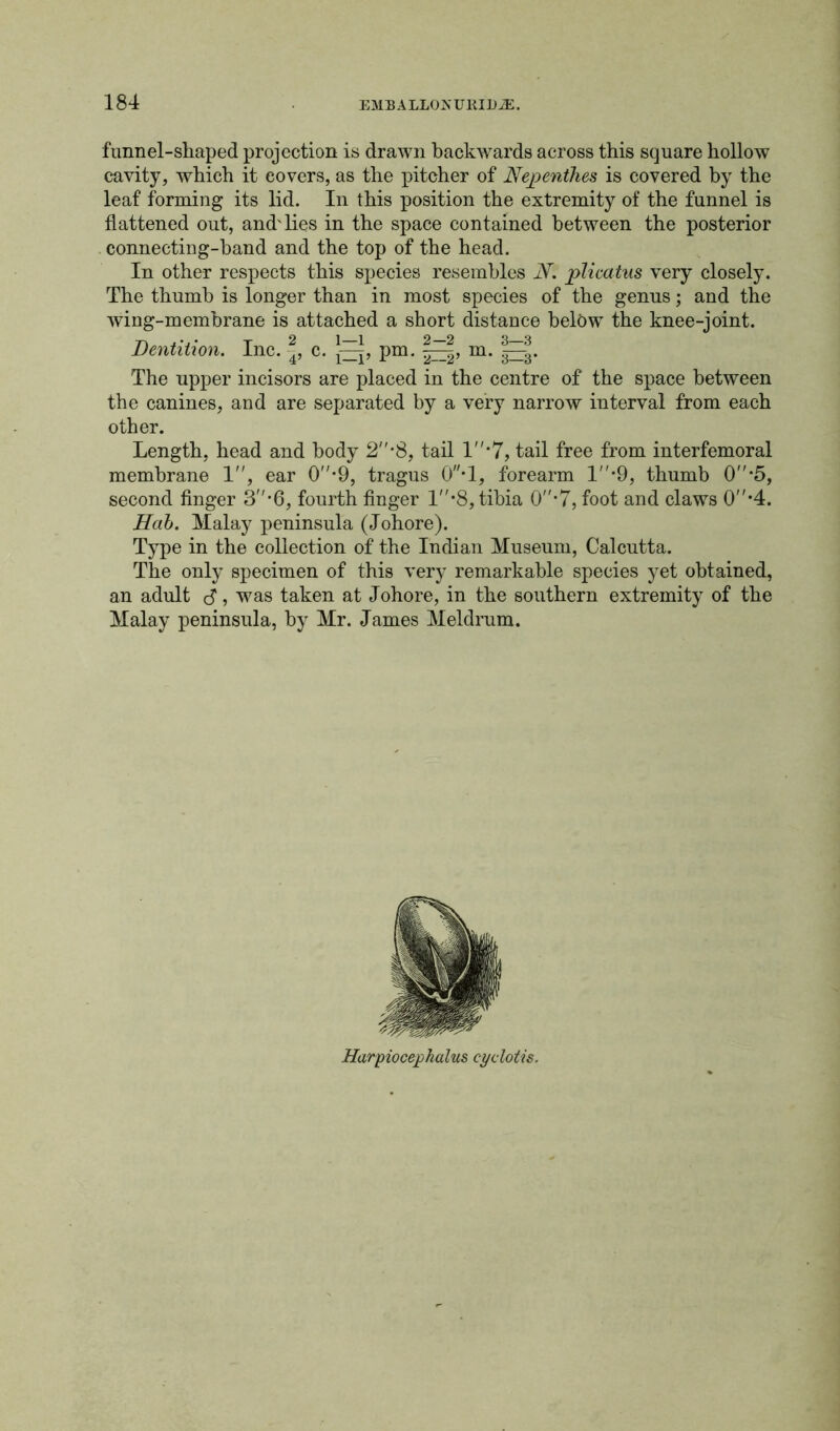 funnel-shaped projection is drawn backwards across this square hollow cavity, which it covers, as the pitcher of Nepenthes is covered by the leaf forming its lid. In this position the extremity of the funnel is flattened out, and'lies in the space contained between the posterior connecting-band and the top of the head. In other respects this species resembles N. plicatus very closely. The thumb is longer than in most species of the genus; and the wing-membrane is attached a short distance below the knee-joint. Dentition. Inc. |, c. pm. m. The upper incisors are placed in the centre of the space between the canines, and are separated by a very narrow interval from each other. Length, head and body 2-8, tail 1*7, tail free from interfemoral membrane 1, ear 0-9, tragus 0*1, forearm 1*9, thumb 0*5, second finger 3-6, fourth finger 1*8, tibia 0*7, foot and claws 0*4. Hob. Malay peninsula (Johore). Type in the collection of the Indian Museum, Calcutta. The only specimen of this very remarkable species yet obtained, an adult S, was taken at Johore, in the southern extremity of the Malay peninsula, by Mr. James Meldrum. Harpiocephalus cyclotis.