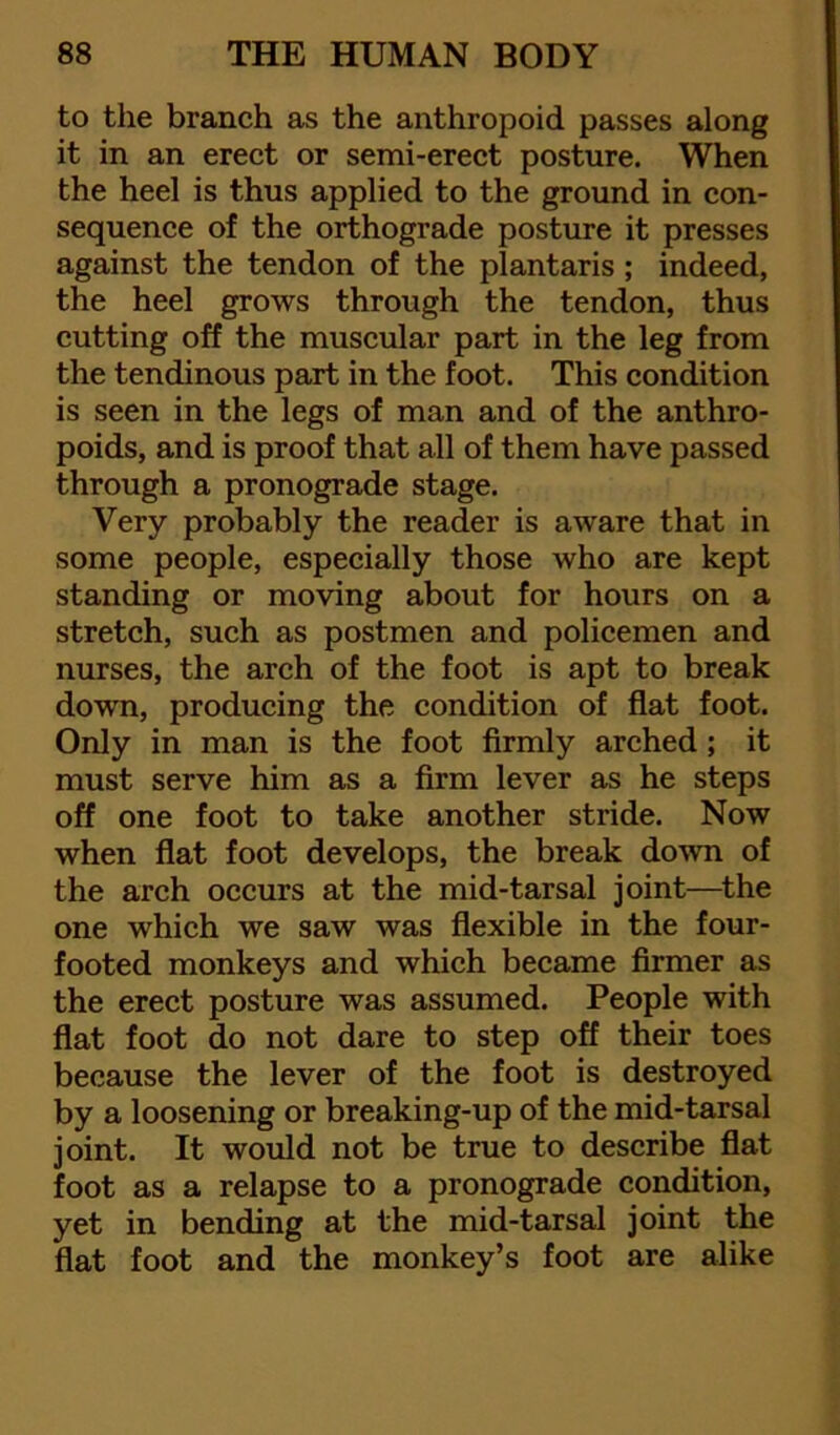 to the branch as the anthropoid passes along it in an erect or semi-erect posture. When the heel is thus applied to the ground in con- sequence of the orthograde posture it presses against the tendon of the plantaris ; indeed, the heel grows through the tendon, thus cutting off the muscular part in the leg from the tendinous part in the foot. This condition is seen in the legs of man and of the anthro- poids, and is proof that all of them have passed through a pronograde stage. Very probably the reader is aware that in some people, especially those who are kept standing or moving about for hours on a stretch, such as postmen and policemen and nurses, the arch of the foot is apt to break down, producing the condition of flat foot. Only in man is the foot firmly arched; it must serve him as a firm lever as he steps off one foot to take another stride. Now when flat foot develops, the break down of the arch occurs at the mid-tarsal joint—^the one which we saw was flexible in the four- footed monkeys and which became firmer as the erect posture was assumed. People with flat foot do not dare to step off their toes because the lever of the foot is destroyed by a loosening or breaking-up of the mid-tarsal joint. It would not be true to describe flat foot as a relapse to a pronograde condition, yet in bending at the mid-tarsal joint the flat foot and the monkey’s foot are alike