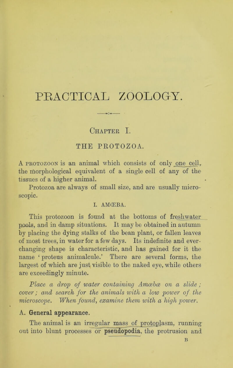 PRACTICAL ZOOLOGY. Chapter I. THE PROTOZOA. A protozoon is an animal which consists of only jone_cell,. the rhorphological equivalent of a single cell of any of the tissues of a higher animal. Protozoa are always of small size, and are usually micro- scopic. I. AMOEBA. This protozoon is found at the bottoms of freshwater pools, and in damp situations. It may be obtained in autumn by placing the dying stalks of the bean plant, or fallen leaves of most trees, in water for a few days. Its indefinite and ever- changing shape is characteristic, and has gained for it the name ‘ proteus animalcule.’ There are several forms, the largest of which are just visible to the naked eye, while others are exceedingly minute. Place a drop of water containing Amcebce on a slide; cover; and search for the animals with a loiu power of the microscope. When found, examine them ivith a high power. A. General appearance. The animal is an irregular mass of protoplasm, running out into blunt processes or pseudopodia, the protrusion and B