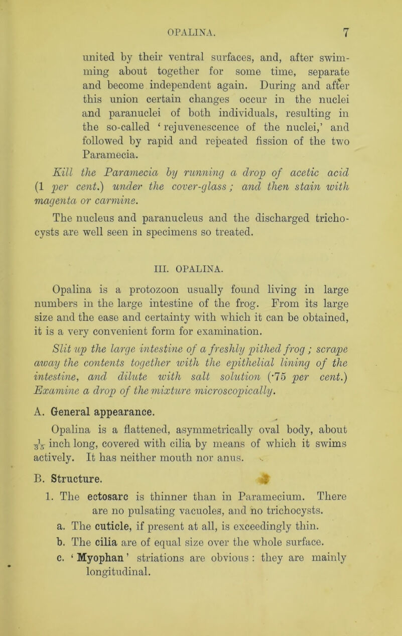 united by their ventral surfaces, and, after swim- ming about together for some time, separate and become independent again. During and after this union certain changes occur in the nuclei and paranuclei of both individuals, resulting in the so-called ‘ rejuvenescence of the nuclei,’ and followed by rapid and repeated fission of the two Paramecia. Kill the Paramecia by running a drop of acetic acid (1 per cent.) under the cover-glass; and then stain with magenta or carmine. The nucleus and paranucleus and the discharged fcricho- cysts are well seen in specimens so treated. III. OPALINA. Opalina is a protozoon usually found living in large numbers in the large intestine of the frog. From its large size and the ease and certainty with which it can be obtained, it is a very convenient form for examination. Slit up the large intestine of a freshly pithed frog; scrape away the contents together with the epithelial lining of the intestine, and dilute with salt solution (‘75 per cent.) Examine a drop of the mixture microscopically. A. General appearance. Opalina is a flattened, asymmetrically oval body, about inch long, covered with cilia by means of which it swims actively. It has neither mouth nor anus. B. Structure. 1. The ectosarc is thinner than in Paramecium. There are no pulsating vacuoles, and no trichocysts. a. The cuticle, if present at all, is exceedingly thin. b. The cilia are of equal size over the whole surface. c. ‘ Myophan ’ striations are obvious : they are mainly longitudinal.