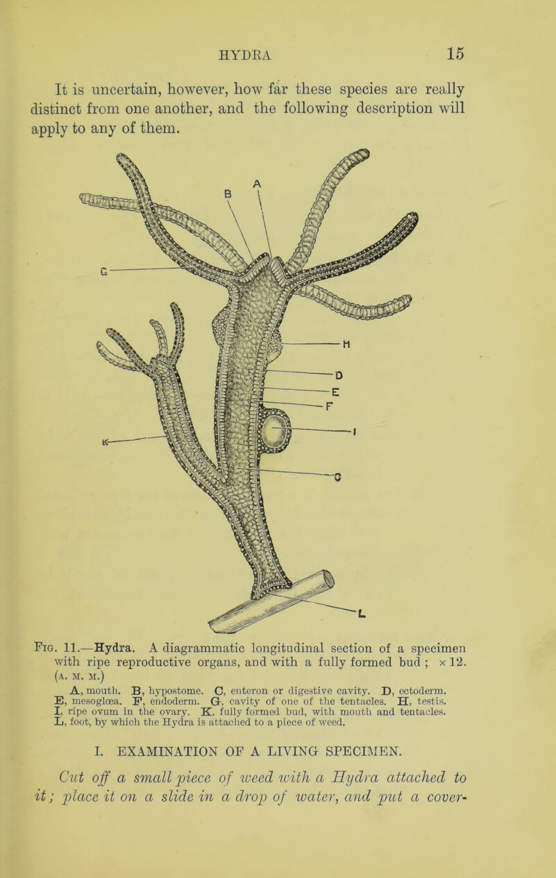 It is uncertain, however, how far these species are really distinct from one another, and the following description will apply to any of them. Fig. 11.—Hydra. A diagrammatic longitudinal section of a specimen with ripe reproductive organs, and with a fully formed bud ; x 12. (a. m. m.) A, mouth. B, hypostome. C, enteron or digestive cavity. D, ectoderm. E, mesogloea. E, endoderm. G-, cavity of one of the tentacles. H, testis. I, ripe ovum in the ovary. K. fully formed bud, with mouth and tentacles. L, foot, by which the Hydra is attached to a piece of weed. I. EXAMINATION OF A LIVING SPECIMEN. Cut off a small piece of weed with a Hydra attached to it; place it on a slide in a drop of ivater, and put a cover-