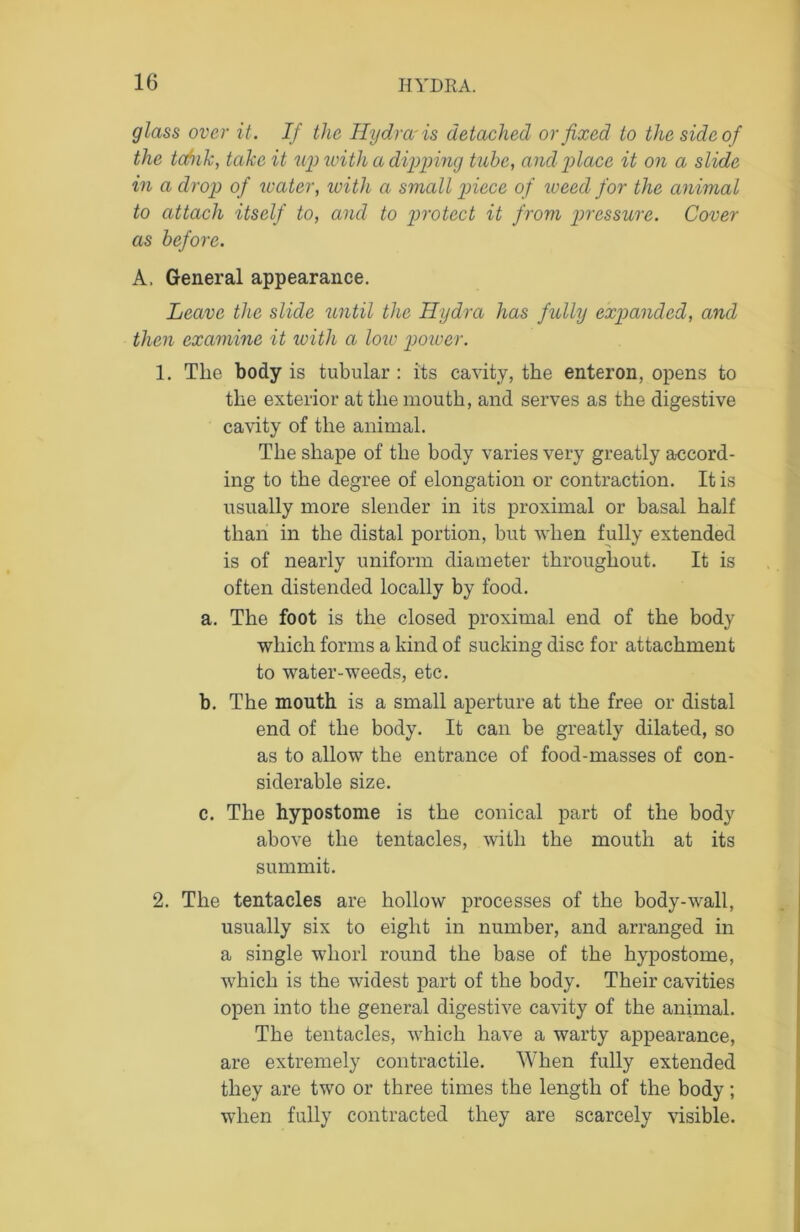 glass over it. If the Hydra-is detached or fixed to the side of the tafnk, take it up with a dipping tube, and place it on a slide in a drop of water, with a small piece of iveed for the animal to attach itself to, and to protect it from pressure. Cover as before. A. General appearance. Leave the slide until the Hydra has fully expanded, and then examine it with a loiv power. 1. The body is tubular : its cavity, the enteron, opens to the exterior at the mouth, and serves as the digestive cavity of the animal. The shape of the body varies very greatly accord- ing to the degree of elongation or contraction. It is usually more slender in its proximal or basal half than in the distal portion, but when fully extended is of nearly uniform diameter throughout. It is often distended locally by food. a. The foot is the closed proximal end of the body which forms a kind of sucking disc for attachment to water-weeds, etc. b. The mouth is a small aperture at the free or distal end of the body. It can be greatly dilated, so as to allow the entrance of food-masses of con- siderable size. c. The hypostome is the conical part of the body above the tentacles, with the mouth at its summit. 2. The tentacles are hollow processes of the body-wall, usually six to eight in number, and arranged in a single whorl round the base of the hypostome, which is the widest part of the body. Their cavities open into the general digestive cavity of the animal. The tentacles, which have a warty appearance, are extremely contractile. When fully extended they are two or three times the length of the body ; when fully contracted they are scarcely visible.