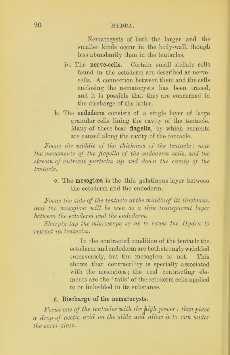 Nematocysts of both the larger and the smaller kinds occur in the body-wall, though less abundantly than in the tentacles. iv. The nerve-cells. Certain small stellate cells found in the ectoderm are described as nerve- cells. A connection between them and the cells enclosing the nematocysts has been traced, and it is possible that they are concerned in the discharge of the latter. b. The endoderm consists of a single layer of large granular cells lining the cavity of the tentacle. Many of these bear flagella, by which currents are caused along the cavity of the tentacle. Focus the middle of the thickness of the tentacle: note the movements of the flagella of the endoderm cells, and the stream of nutrient particles up and dozen the cavity of the tentacle. c. The mesoglcea is the thin gelatinous layer between the ectoderm and the endoderm. Focus the side of the tentacle at the middle of its thickness, and the mesogloea will he seen as a thin transparent layer between the ectoderm and the endoderm. Sharply tap the microscope so as to cause the Hydra to retract its tentacles. In the contracted condition of the tentacle the ectoderm and endoderm are both strongly wrinkled transversely, but the mesogloea is not. This shows that contractility is specially associated with the mesogloea; the real contracting ele- ments are the ‘ tails ’ of the ectoderm cells applied to or imbedded in its substance. d. Discharge of the nematocysts. Focus one of the tentacles with the high power : then place a drop of acetic acid on the slide and allozu it to rim under the cover-glass.