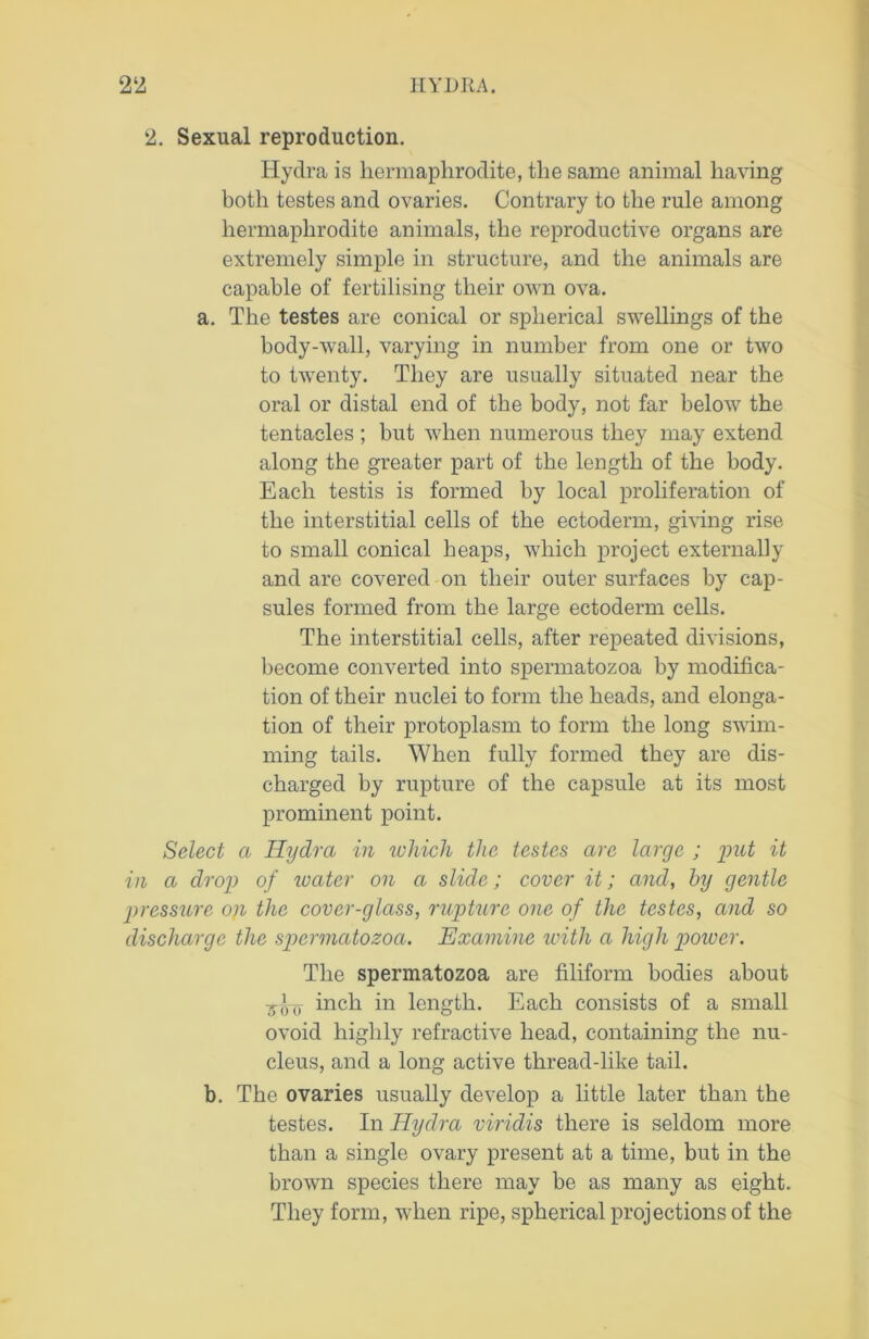 2. Sexual reproduction. Hydra is hermaphrodite, the same animal having both testes and ovaries. Contrary to the rule among hermaphrodite animals, the reproductive organs are extremely simple in structure, and the animals are capable of fertilising their own ova. a. The testes are conical or spherical swellings of the body-wall, varying in number from one or two to twenty. They are usually situated near the oral or distal end of the body, not far below the tentacles ; but when numerous they may extend along the greater part of the length of the body. Each testis is formed by local proliferation of the interstitial cells of the ectoderm, giving rise to small conical heaps, which project externally and are covered on their outer surfaces by cap- sules formed from the large ectoderm cells. The interstitial cells, after repeated divisions, become converted into spermatozoa by modifica- tion of their nuclei to form the heads, and elonga- tion of their protoplasm to form the long swim- ming tails. When fully formed they are dis- charged by rupture of the capsule at its most prominent point. Select a Hydra in which the testes are large ; put it in a drop of water on a slide; cover it; and, by gentle pressure op the cover-glass, rupture one of the testes, and so discharge the spermatozoa. Examine with a high power. The spermatozoa are filiform bodies about inch in length. Each consists of a small ovoid highly refractive head, containing the nu- cleus, and a long active thread-like tail. b. The ovaries usually develop a little later than the testes. In Hydra viridis there is seldom more than a single ovary present at a time, but in the brown species there may be as many as eight. They form, when ripe, spherical projections of the