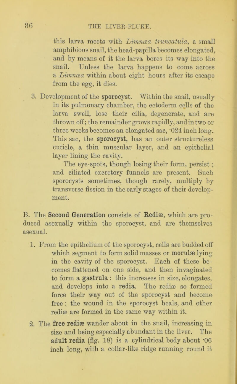 this larva meets with Limncea truncatula, a small amphibious snail, the head-papilla becomes elongated, and by means of it the larva bores its way into the snail. Unless the larva happens to come across a Limncea within about eight hours after its escape from the egg, it dies. 3. Development of the sporocyst. Within the snail, usually in its pulmonary chamber, the ectoderm cells of the larva swell, lose their cilia, degenerate, and are thrown off; the remainder grows rapidly, and in two or three weeks becomes an elongated sac, ’024 inch long. This sac, the sporocyst, has an outer structureless cuticle, a thin muscular layer, and an epithelial layer lining the cavity. The eye-spots, though losing their form, persist; and ciliated excretory funnels are present. Such sporocysts sometimes, though rarely, multiply by transverse fission in the early stages of their develop- ment. B. The Second Generation consists of Itediae, which are pro- duced asexually within the sporocyst, and are themselves asexual. 1. From the epithelium of the sporocyst, cells are budded off which segment to form solid masses or morulae lying- in the cavity of the sporocyst. Each of these be- comes flattened on one side, and then invaginated to form a gastrula : this increases in size, elongates, and develops into a redia. The rediae so formed force their way out of the sporocyst and become free : the wound in the sporocyst heals, and other redi® are formed in the same way within it. 2. The free rediae wander about in the snail, increasing in size and being especially abundant in the liver. The adult redia (fig. 18) is a cylindrical body about '06 inch long, with a colla,r-like ridge running round it