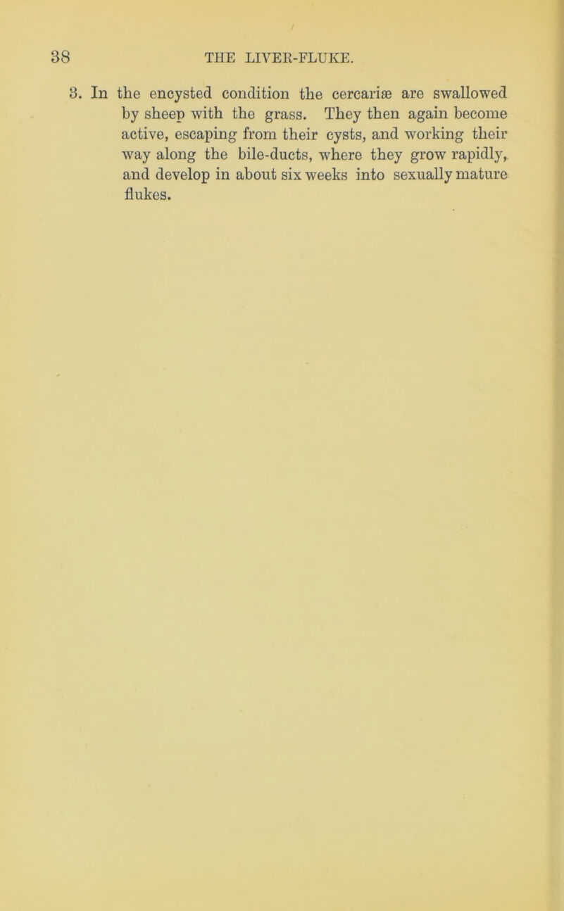 3. In the encysted condition the cercari® are swallowed by sheep with the grass. They then again become active, escaping from their cysts, and working their way along the bile-ducts, where they grow rapidly, and develop in about six weeks into sexually mature flukes.