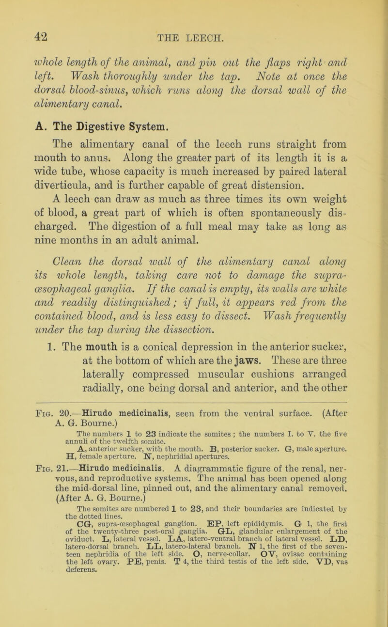 whole length of the animal, and inn out the flaps right and left. Wash thoroughly under the tap. Note at once the dorsal blood-sinus, which runs along the dorsal wall of the alimentary canal. A. The Digestive System. The alimentary canal of the leech runs straight from mouth to anus. Along the greater part of its length it is a wide tube, whose capacity is much increased by paired lateral diverticula, and is further capable of great distension. A leech can draw as much as three times its own weight of blood, a great part of which is often spontaneously dis- charged. The digestion of a full meal may take as long as nine months in an adult animal. Clean the dorsal wall of the alimentary canal along its ivhole leiugth, taking care not to damage the supra- cesophageal ganglia. If the canal is empty, its walls are white and readily distinguished; if full, it appears red from the contained blood, and is less easy to dissect. Wash frequently under the tap during the dissection. 1. The mouth is a conical depression in the anterior sucker, at the bottom of which are the jaws. These are three laterally compressed muscular cushions arranged radially, one being dorsal and anterior, and the other Fig. 20.—Hirudo medicinalis, seen from the ventral surface. (After A. G. Bourne.) The numbers 1 to 23 indicate the somites; the numbers I. to V. the five annuli of the twelfth somite. A, anterior sucker, with the mouth. B, posterior sucker. G, male aperture. H, female aperture. N, nepliridial apertures. Fig. 21 Hirudo medicinalis. A diagrammatic figure of the renal, ner- vous, and reproductive systems. The animal has been opened along the mid-dorsal line, pinned out, and the alimentary canal removed. (After A. G. Bourne.) The somites are numbered 1 to 23, and their boundaries are indicated by the dotted lines. CG, supra-oesophageal ganglion. EP. left epididymis. G 1, the first of the twenty-three post-oral ganglia. GL, glandular enlargement of the oviduct. L, lateral vessel. LA, latero-ventral branch of lateral vessel. LD, latero-dorsal branch. LL, latero-lateral branch. N 1, the first of the seven- teen nephridia of the left side. O, nerve-collar. OV, ovisac containing the left ovary. PE, penis. T 4, the third testis of the left side. VD, vas deferens.