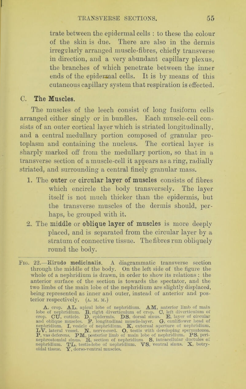 trate between the epidermal cells : to these the colour of the skin is due. There are also in the dermis irregularly arranged muscle-fibres, chiefly transverse in direction, and a very abundant capillary plexus, the branches of which penetrate between the inner ends of the epidermal cells. It is by means of this cutaneous capillary system that respiration is effected. C. The Muscles. The muscles of the leech consist of long fusiform cells arranged either singly or in bundles. Each muscle-cell con- sists of an outer cortical layer which is striated longitudinally, and a central medullary portion composed of granular pro- toplasm and containing the nucleus. The cortical layer is sharply marked off from the medullary portion, so that in a transverse section of a muscle-cell it appears as a ring, radially striated, and surrounding a central finely granular mass. 1. The outer or circular layer of muscles consists of fibres which encircle the body transversely. The layer itself is not much thicker than the epidermis, but the transverse muscles of the dermis should, per- haps, be grouped with it. 2. The middle or oblique layer of muscles is more deeply placed, and is separated from the circular layer by a stratum of connective tissue. The fibres run obliquely round the body. Fig. 22.—Kirudo medicinalis. A diagrammatic transverse section through the middle of the body. On the left side of the figure the whole of a nephridium is drawn, in order to show its relations : the anterior surface of the section is towards the spectator, and the two limbs of the main lobe of the nephridium are slightly displaced, being represented as inner and outer, instead of anterior and pos- terior respectively, (a. m. m.) A, crop. AL, apical lobe of nephridium. AM, anterior limb of main lobe of nephridium. B, right diverticulum of crop. C, left diverticulum of crop. CU, cuticle. D, epidermis. DS, dorsal sinus. E, layer of circular and oblique muscles. F. longitudinal muscle-layer. G, cauliflower head of nephridium. I, vesicle of nephridium. K, external aperture of nephridium. LV, lateral vessel. N. nerve-cord. O, testis with developing spermatozoa. P, vas deferens. PM, posterior limb of main lobe of nephridium. PS. pcri- nephrostomial sinus. B, section of nephridium. S, intracellular ductules of nephridium. T.L, testis-lobe of nephridium. VS, ventral sinus. X, botry- oidal tissue. Y, dorso-ventral muscles.