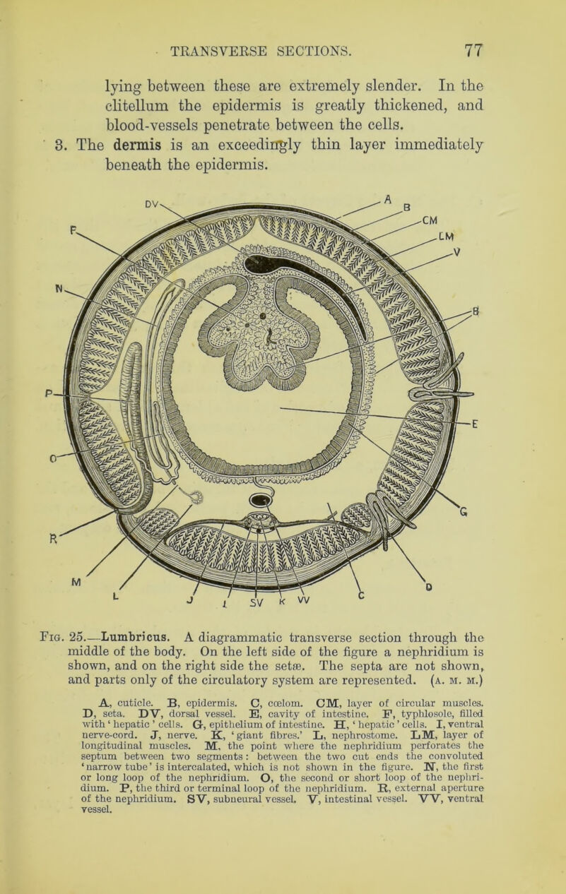 lying between these are extremely slender. In the clitellum the epidermis is greatly thickened, and blood-vessels penetrate between the cells. 3. The dermis is an exceedingly thin layer immediately beneath the epidermis. mm Fig. 25—lumbricus. A diagrammatic transverse section through the middle of the body. On the left side of the figure a nephridium is shown, and on the right side the setae. The septa are not shown, and parts only of the circulatory system are represented, (a. m. m.) A, cuticle. 33, epidermis. C, coelom. CM, layer of circular muscles. D, seta. DV, dorsal vessel. E, cavity of intestine. F, typhlosole, filled with ‘ hepatic ’ cells. G-, epithelium of intestine. H, ‘ hepatic ’ cells. I, ventral nerve-cord. J, nerve. K, ‘giant fibres.’ L, nephrostome. LiM, layer of longitudinal muscles. M, the point where the nephridium perforates the septum between two segments: between the two cut ends the convoluted ‘ narrow tube ’ is intercalated, which is not shown in the figure. 3ST, the first or long loop of the nephridium. O, the second or short loop of the nephri- dium. P, the third or terminal loop of the nephridium. R, external aperture of the nephridium. SV, subueural vessel. V, intestinal vessel. VV, ventral vessel.