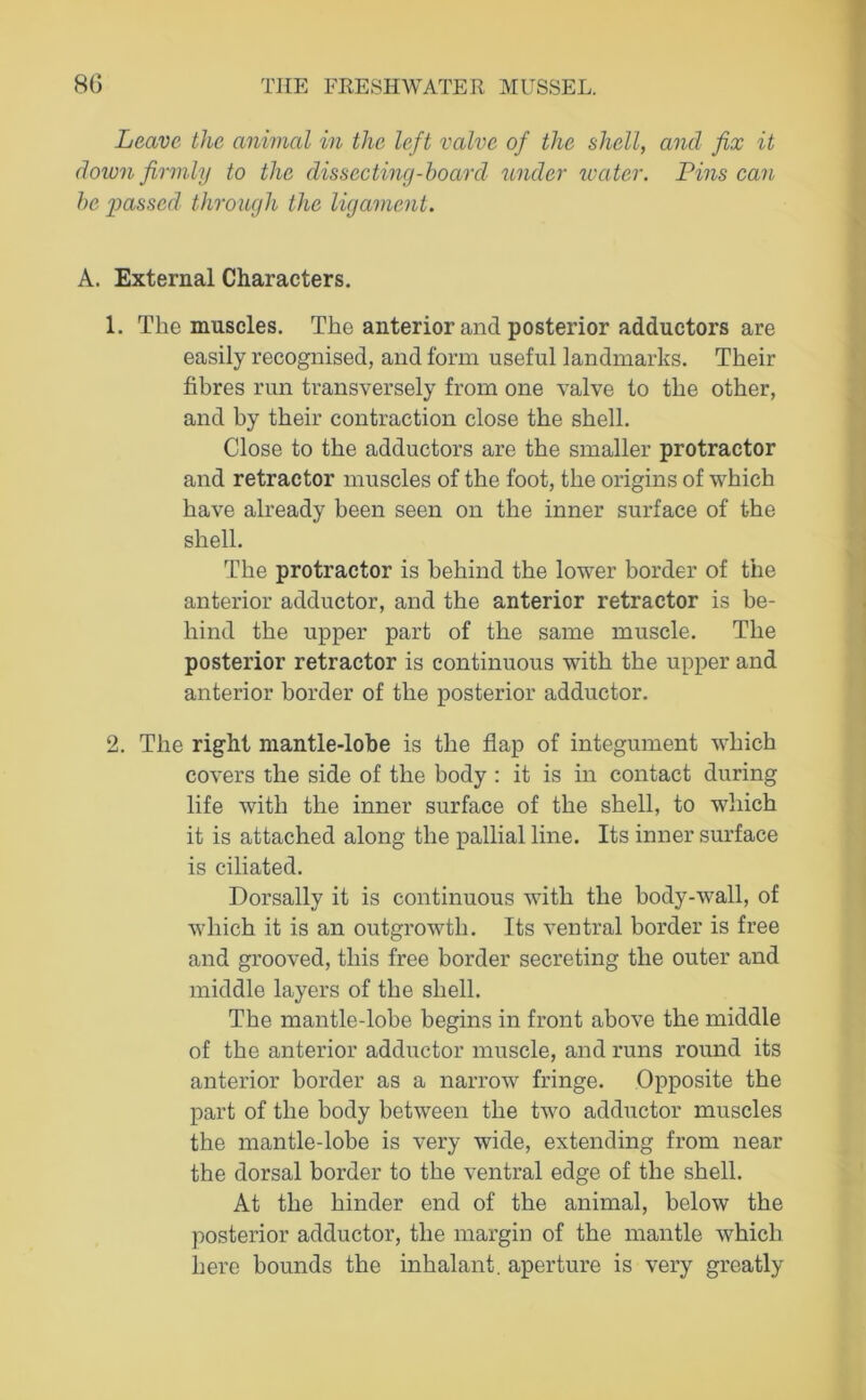 Leave the animal in the left valve of the shell, and fix it doivn firmly to the dissecting-board under water. Pins can he passed through the ligament. A. External Characters. 1. The muscles. The anterior and posterior adductors are easily recognised, and form useful landmarks. Their fibres run transversely from one valve to the other, and by their contraction close the shell. Close to the adductors are the smaller protractor and retractor muscles of the foot, the origins of which have already been seen on the inner surface of the shell. The protractor is behind the lower border of the anterior adductor, and the anterior retractor is be- hind the upper part of the same muscle. The posterior retractor is continuous with the upper and anterior border of the posterior adductor. 2. The right mantle-lobe is the flap of integument which covers the side of the body : it is in contact during life with the inner surface of the shell, to which it is attached along the pallial line. Its inner surface is ciliated. Dorsally it is continuous with the body-wall, of which it is an outgrowth. Its ventral border is free and grooved, this free border secreting the outer and middle layers of the shell. The mantle-lobe begins in front above the middle of the anterior adductor muscle, and runs round its anterior border as a narrow fringe. Opposite the part of the body between the two adductor muscles the mantle-lobe is very wide, extending from near the dorsal border to the ventral edge of the shell. At the hinder end of the animal, below the posterior adductor, the margin of the mantle which here bounds the inhalant, aperture is very greatly