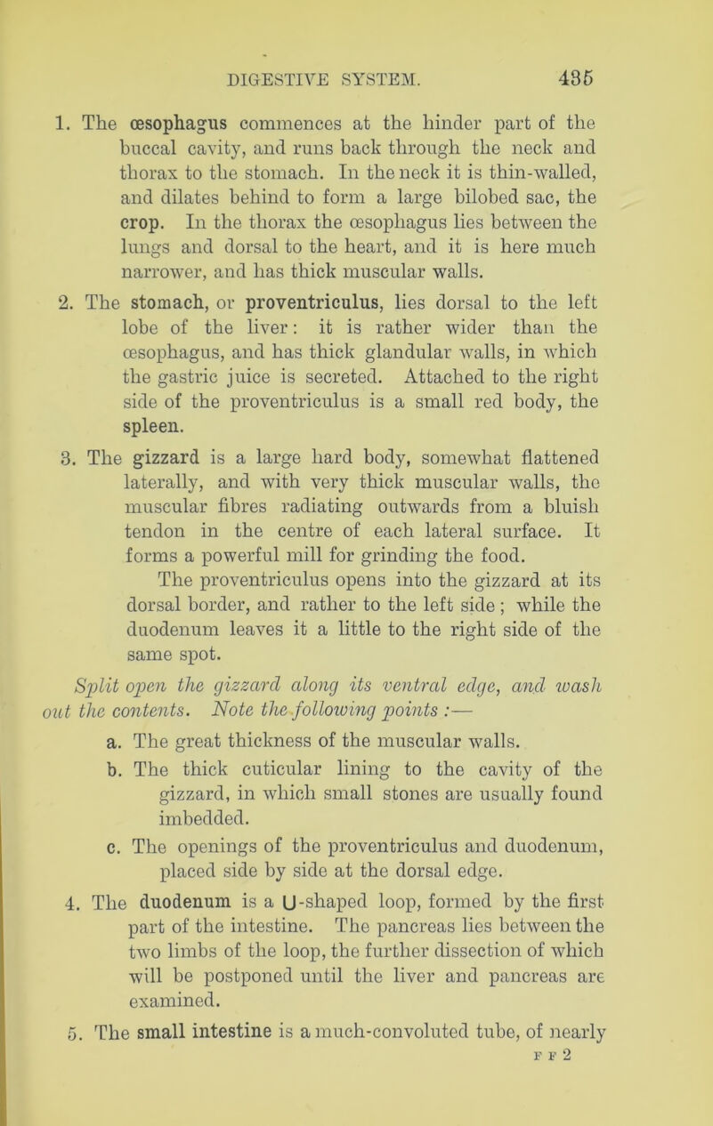 1. The oesophagus commences at the hinder part of the buccal cavity, and runs back through the neck and thorax to the stomach. In the neck it is thin-walled, and dilates behind to form a large bilobed sac, the crop. In the thorax the oesophagus lies between the lungs and dorsal to the heart, and it is here much narrower, and has thick muscular walls. 2. The stomach, or proventriculus, lies dorsal to the left lobe of the liver: it is rather wider than the oesophagus, and has thick glandular Avails, in Avhich the gastric juice is secreted. Attached to the right side of the proventriculus is a small red body, the spleen. 3. The gizzard is a large hard body, somewhat flattened laterally, and with very thick muscular Avails, the muscular fibres radiating outwards from a bluish tendon in the centre of each lateral surface. It forms a powerful mill for grinding the food. The proventriculus opens into the gizzard at its dorsal border, and rather to the left side ; Avhile the duodenum leaves it a little to the right side of the same spot. Split open the gizzard along its ventral edge, and wash out the contents. Note the following points :— a. The great thickness of the muscular walls. b. The thick cuticular lining to the cavity of the gizzard, in which small stones are usually found imbedded. c. The openings of the proventriculus and duodenum, placed side by side at the dorsal edge. 4. The duodenum is a U-shaped loop, formed by the first part of the intestine. The pancreas lies betAveen the tAvo limbs of the loop, the further dissection of Avhich will be postponed until the liver and pancreas are examined. 5. The small intestine is a much-convoluted tube, of nearly