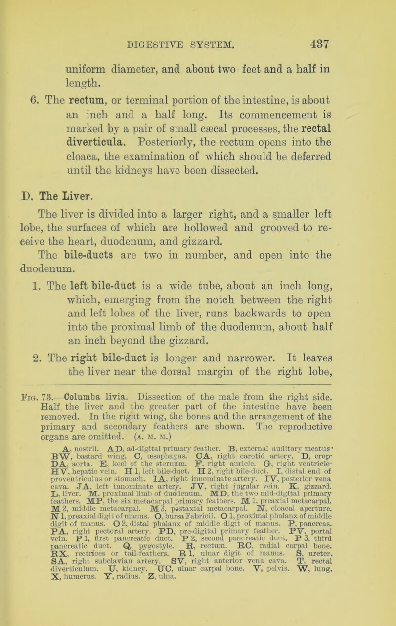 uniform diameter, and about two feet and a half in length. 6. The rectum, or terminal portion of the intestine, is about an inch and a half long. Its commencement is marked by a pair of small csecal processes, the rectal diverticula. Posteriorly, the rectum opens into the cloaca, the examination of which should be deferred until the kidneys have been dissected. D. The Liver. The liver is divided into a larger right, and a smaller left lobe, the surfaces of which are hollowed and grooved to re- ceive the heart, duodenum, and gizzard. The bile-ducts are two in number, and open into the duodenum. 1. The left bile-duct is a wide tube, about an inch long, which, emerging from the notch between the right and left lobes of the liver, runs backwards to open into the proximal limb of the duodenum, about half an inch beyond the gizzard. 2. The right bile-duct is longer and narrower. It leaves the liver near the dorsal margin of the right lobe, Fig. 73.—Columba livia. Dissection of the male from the right side. Half the liver and the greater part of the intestine have been removed. In the right wing, the bones and the arrangement of the primary and secondary feathers are shown. The reproductive organs are omitted, (a. m. m.) A, nostril. AD, ad-digital primary feather. B, external auditory meatus • BW, bastard wing. C, oesophagus. CA, right carotid artery. D, crop- DA, aorta. E, keel of the sternum. F. right auricle. G, right ventricle- HV, hepatic vein. H 1, left bile-duct. H 2, right bile-duct. I, distal end of proventriculus or stomach. IA, right innominate artery. IV, posterior vena cava. JA, left innominate artery. JV, right jugular vein. K, gizzard. L, liver. M. proximal limb of duodenum. MD, the two mid-digital primary feathers. MP, the six metacarpal primary feathers. M 1, preaxial metacarpal. M 2, middle metacarpal. M 3, postaxial metacarpal. N. cloacal aperture. N1, preaxial digit of manus. O, bursa Fabricii. O 1, proximal phalanx of middle digit of manus. O 2, distal phalanx of middle digit of manus. P, pancreas. PA, right pectoral artery. PD, pre-digital primary feather. PV, portal vein. P1, first pancreatic duct. P 2, second pancreatic duct. P 3, third pancreatic duct. Q,, pvgostyle. R, rectum. RC, radial carpal bone. RX, rectrices or tail-feathers. R1, ulnar digit of manus. S, ureter. SA, right subclavian artery. SV, right anterior vena cava. T. rectal diverticulum. U, kidney. DC, ulnar carpal bone. V, pelvis. W, lung. X, humerus. Y, radius. Z, ulna.