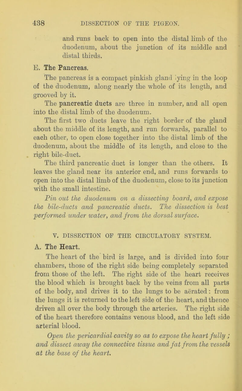 and runs back to open into the distal limb of the duodenum, about the junction of its middle and distal thirds. E. The Pancreas. The pancreas is a compact pinkish gland iying in the loop of the duodenum, along nearly the whole of its length, and grooved by it. The pancreatic ducts are three in number, and all open into the distal limb of the duodenum. The first two ducts leave the right border of the gland about the middle of its length, and run forwards, parallel to each other, to open close together into the distal limb of the duodenum, about the middle of its length, and close to the right bile-duct. The third pancreatic duct is longer than the others. It leaves the gland near its anterior end, and runs forwards to open into the distal limb of the duodenum, close to its junction with the small intestine. Pin out the duodenum on a dissecting hoard, and expose the bile-ducts and pancreatic ducts. The dissection is best performed under water, and from the dorsal surface. V. DISSECTION OF THE CIRCULATORY SYSTEM. A. The Heart. The heart of the bird is large, and is divided into four chambers, those of the right side being completely separated from those of the left. The right side of the heart receives the blood which is brought back by the veins from all parts of the body, and drives it to the lungs to be aerated: from the lungs it is returned to the left side of the heart, and thence driven all over the body through the arteries. The right side of the heart therefore contains venous blood, and the left side arterial blood. Open the pericardial cavity so as to expose the heart fully ; and dissect away the connective tissue and fat from the vessels at the base of the heart.