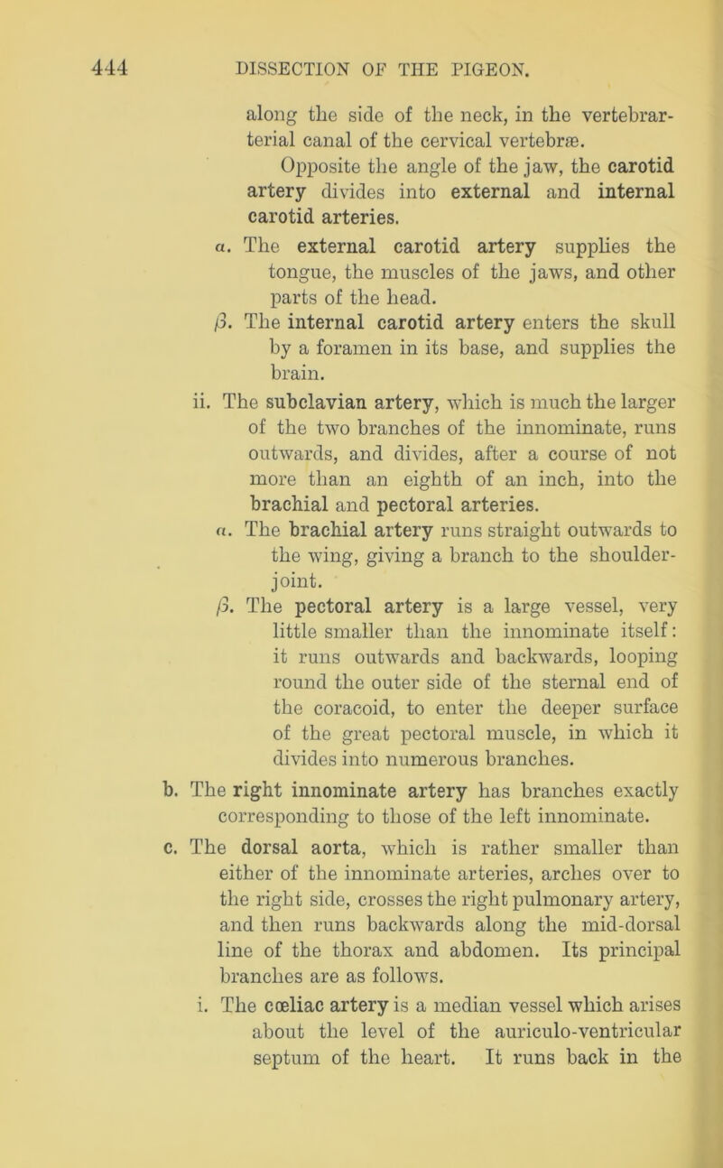 along the side of the neck, in the vertebrar- terial canal of the cervical vertebrae. Opposite the angle of the jaw, the carotid artery divides into external and internal carotid arteries. a. The external carotid artery supplies the tongue, the muscles of the jaws, and other parts of the head. (3. The internal carotid artery enters the skull by a foramen in its base, and supplies the brain. ii. The subclavian artery, which is much the larger of the two branches of the innominate, runs outwards, and divides, after a course of not more than an eighth of an inch, into the brachial and pectoral arteries. «. The brachial artery runs straight outwards to the wing, giving a branch to the shoulder- joint. (3. The pectoral artery is a large vessel, very little smaller than the innominate itself: it runs outwards and backwards, looping round the outer side of the sternal end of the coracoid, to enter the deeper surface of the great pectoral muscle, in which it divides into numerous branches. b. The right innominate artery has branches exactly corresponding to those of the left innominate. c. The dorsal aorta, which is rather smaller than either of the innominate arteries, arches over to the right side, crosses the right pulmonary artery, and then runs backwards along the mid-dorsal line of the thorax and abdomen. Its principal branches are as follows. i. The cceliac artery is a median vessel which arises about the level of the auriculo-ventricular septum of the heart. It runs back in the